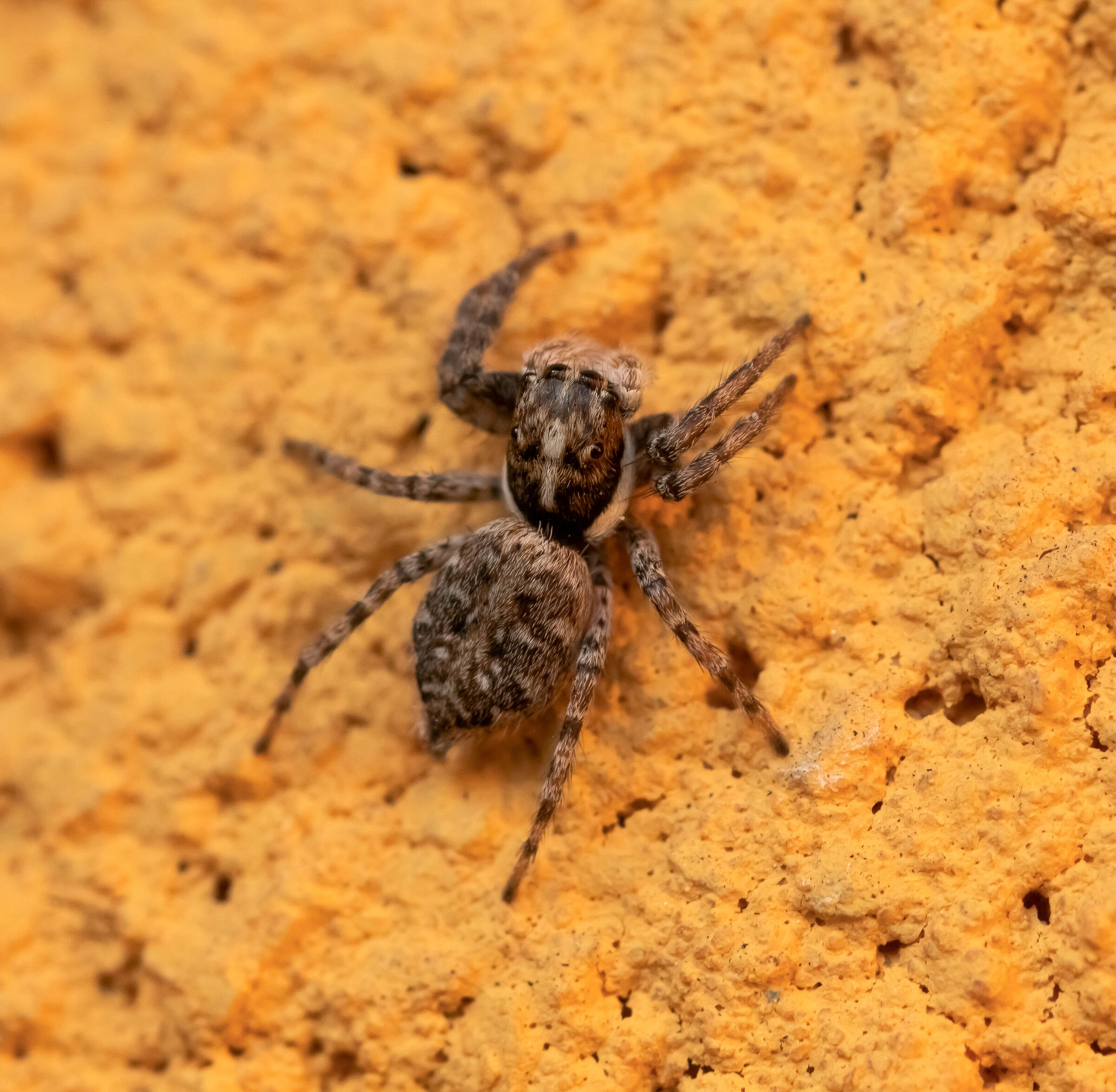 Ragno Menemerus Semilimbatus 28/03/2021