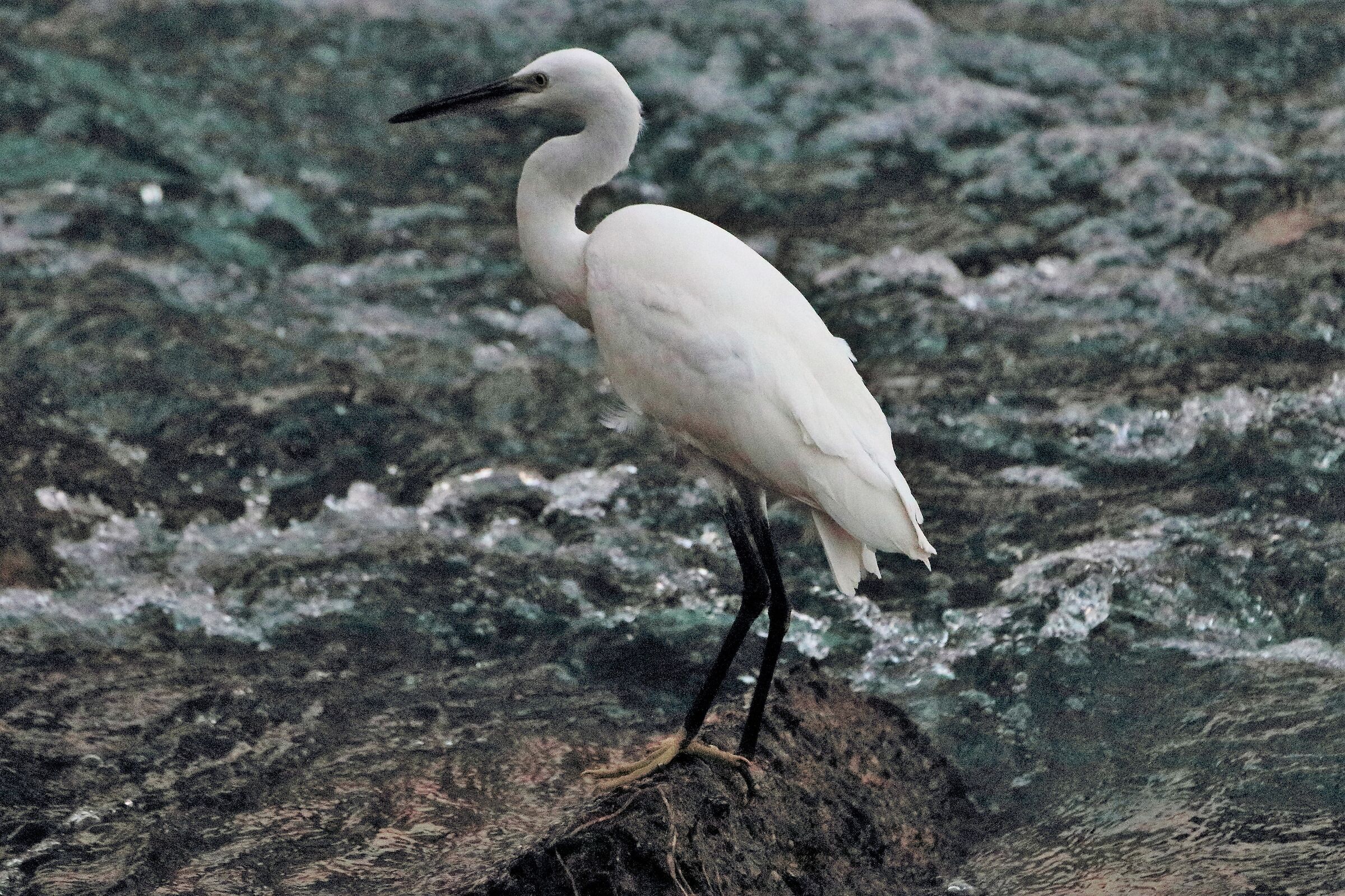 egret