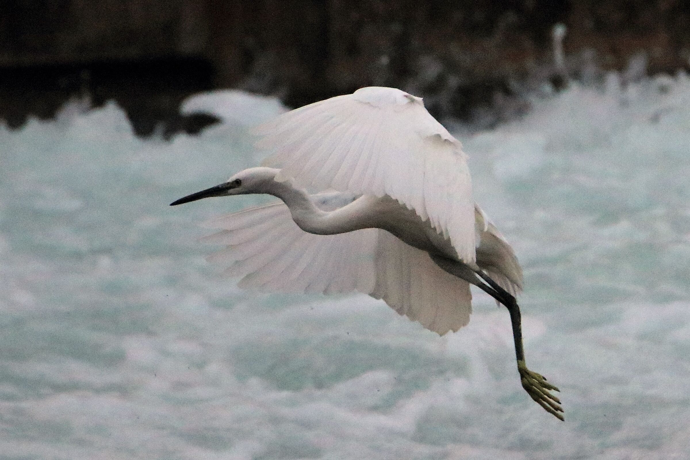 egret