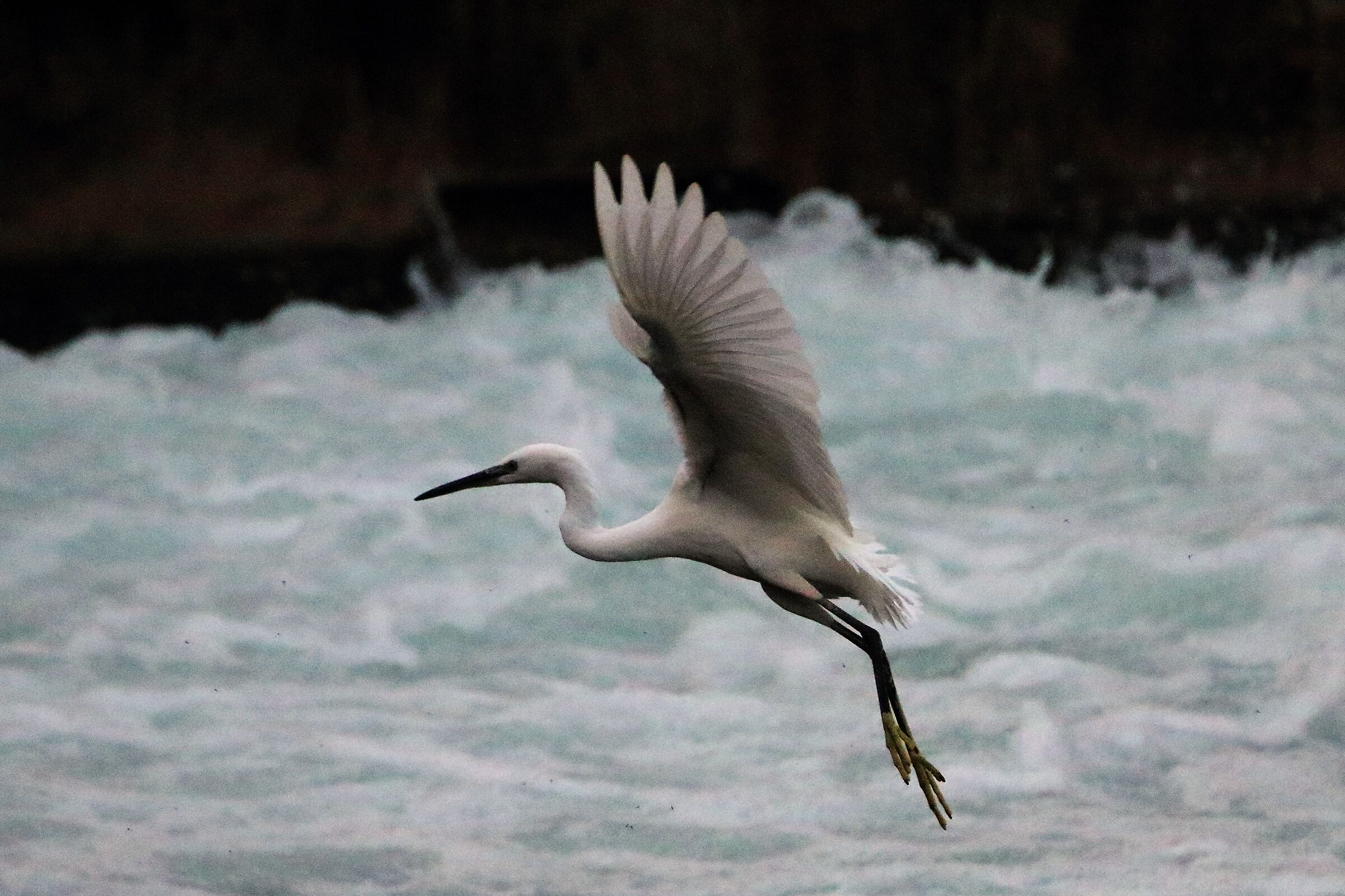 egret