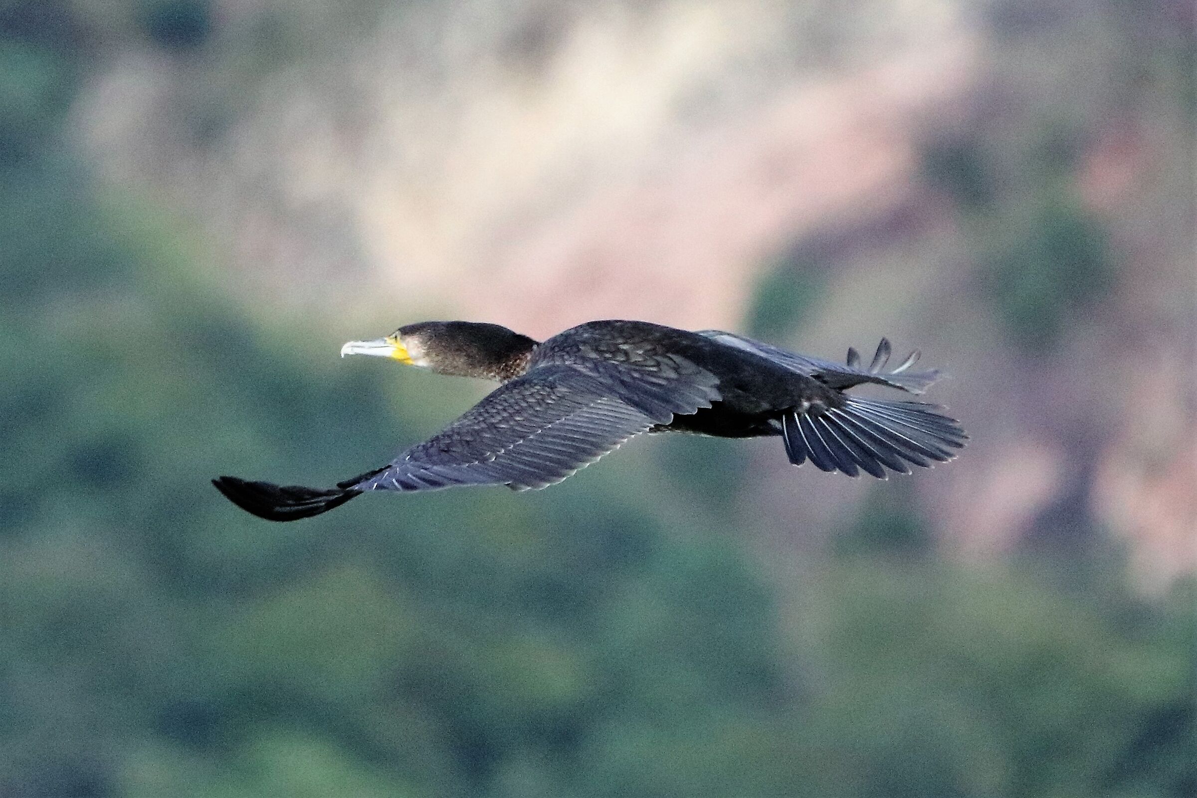 cormorant