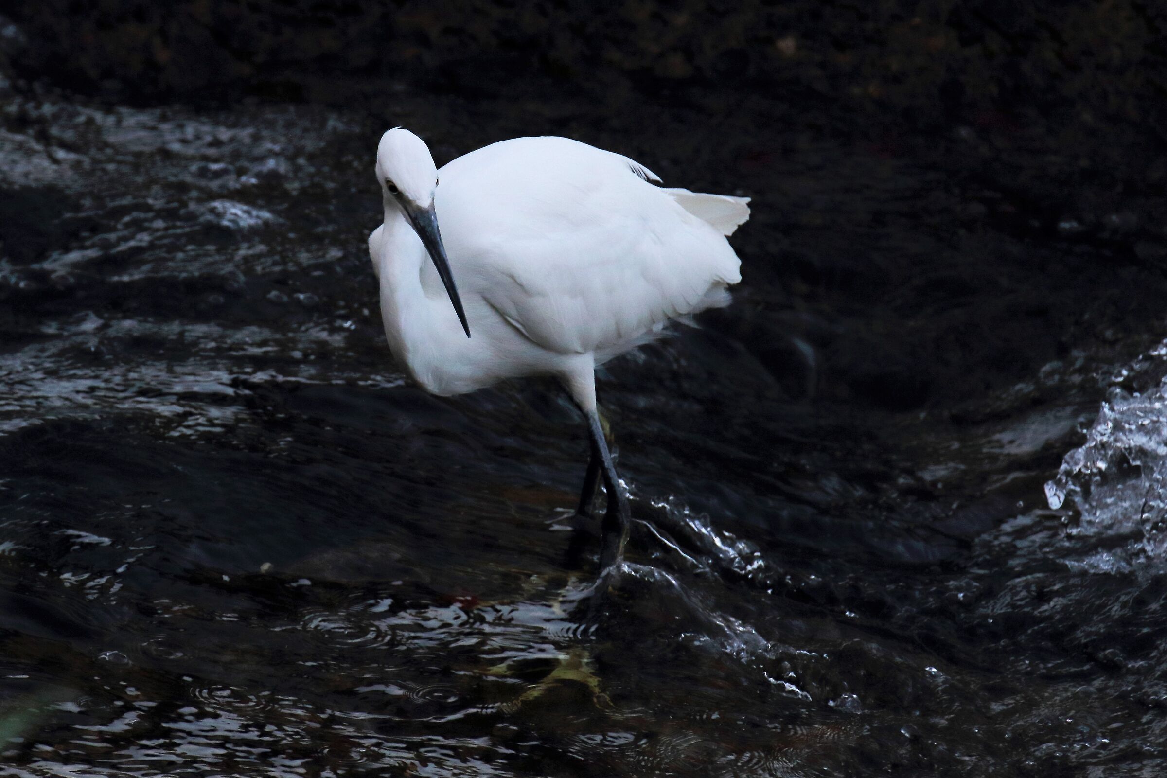 egret