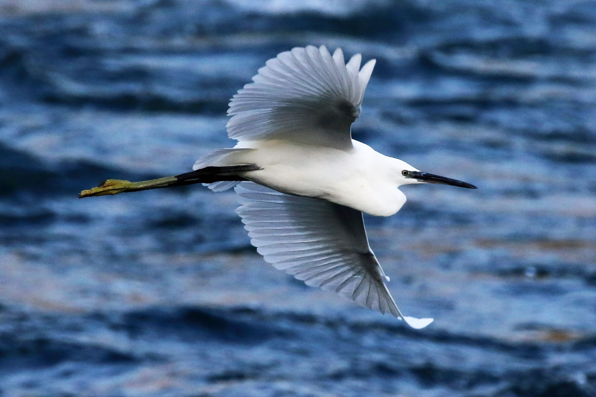 egret
