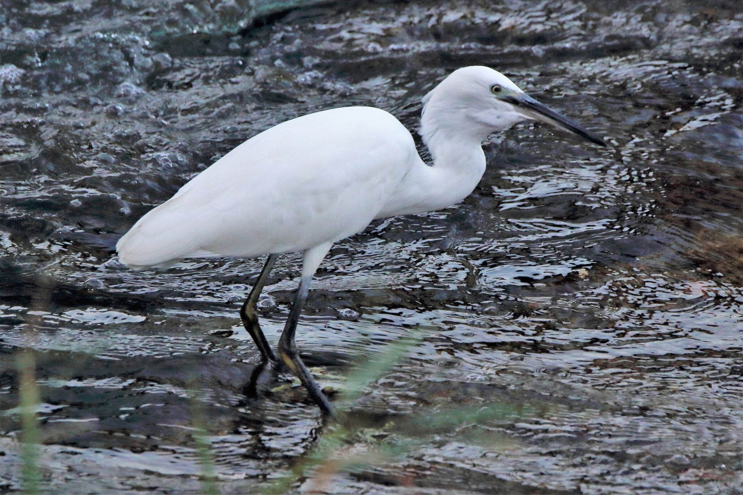 egret