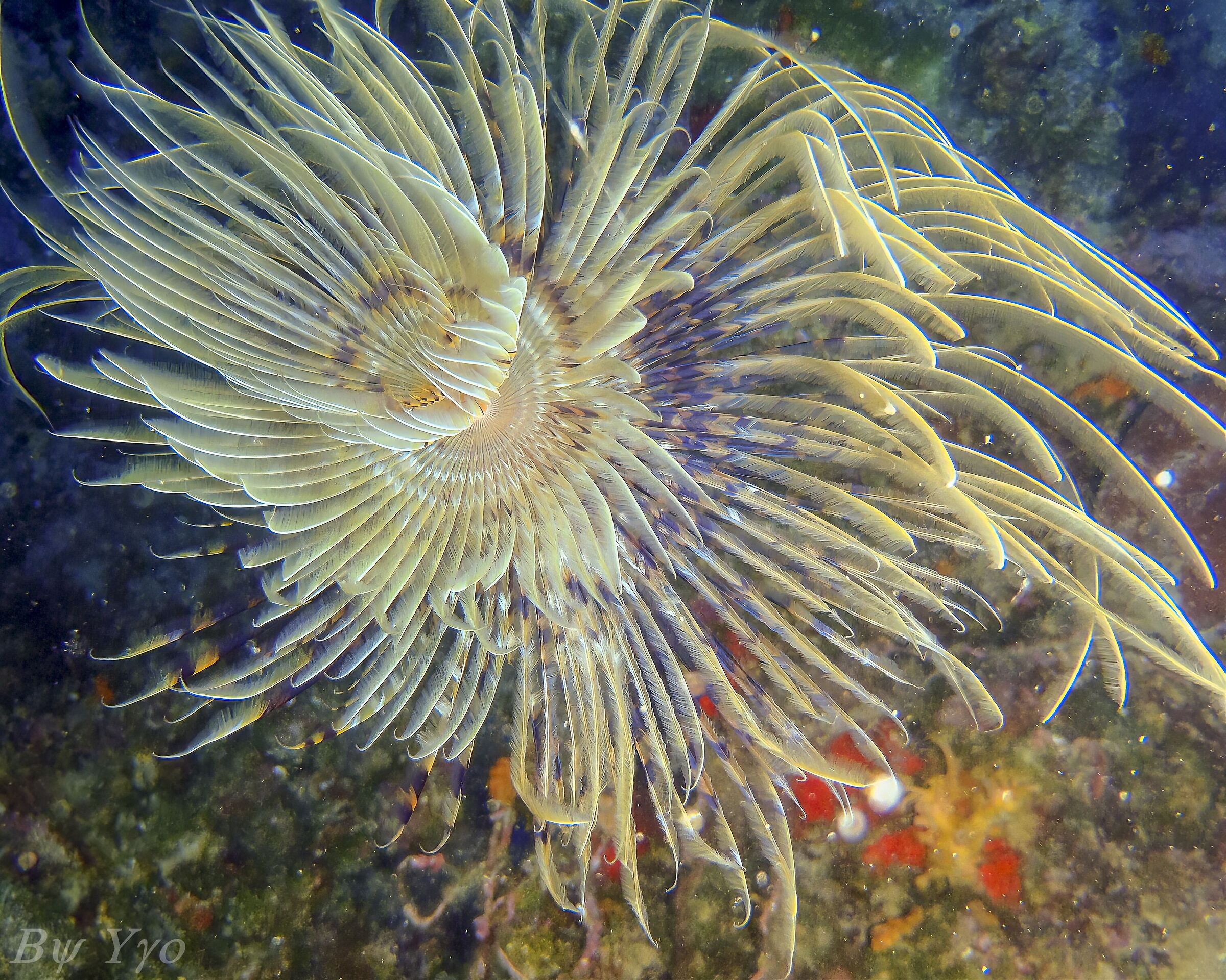 Sabella Spallanzanii - spirografo