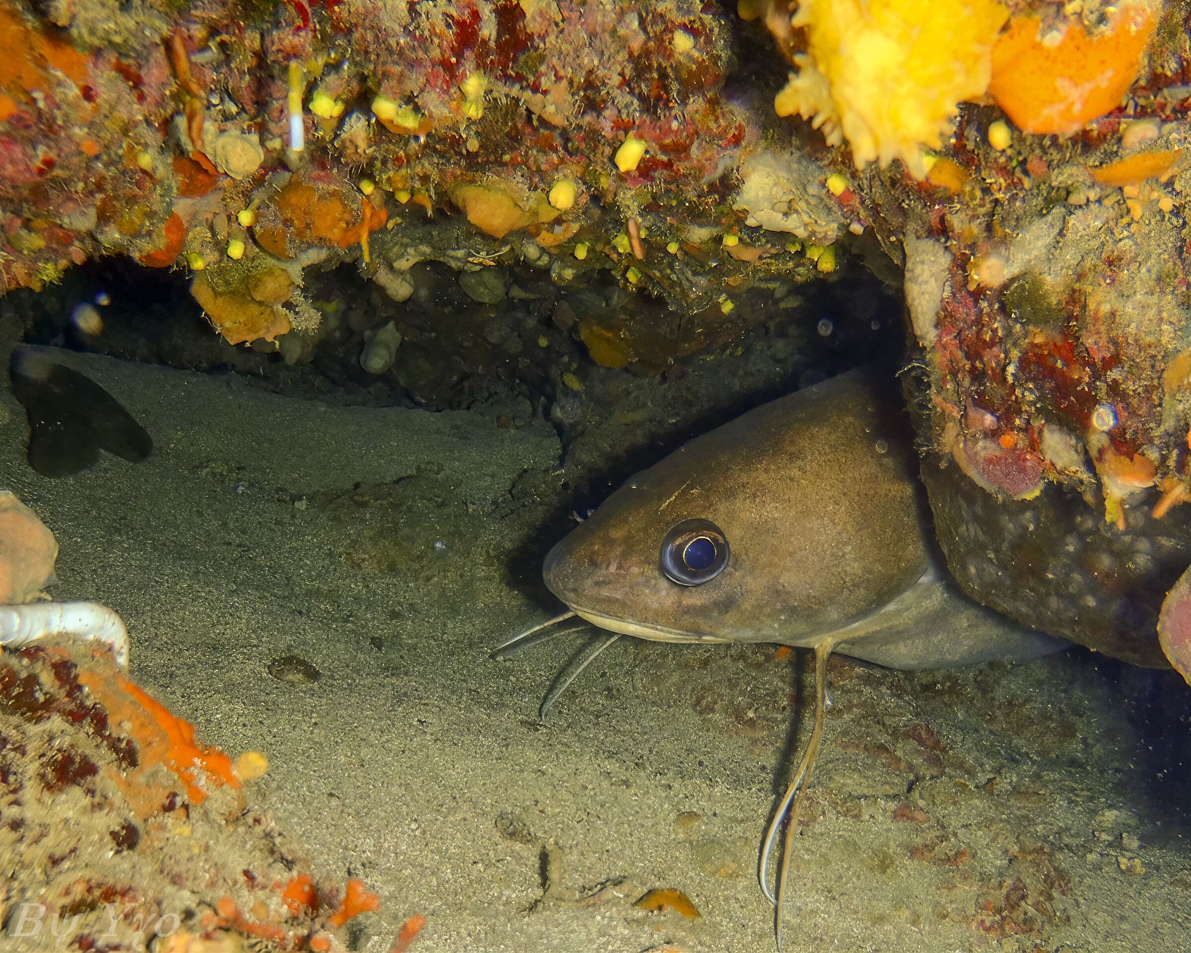 Phycis Phycis - Musdea