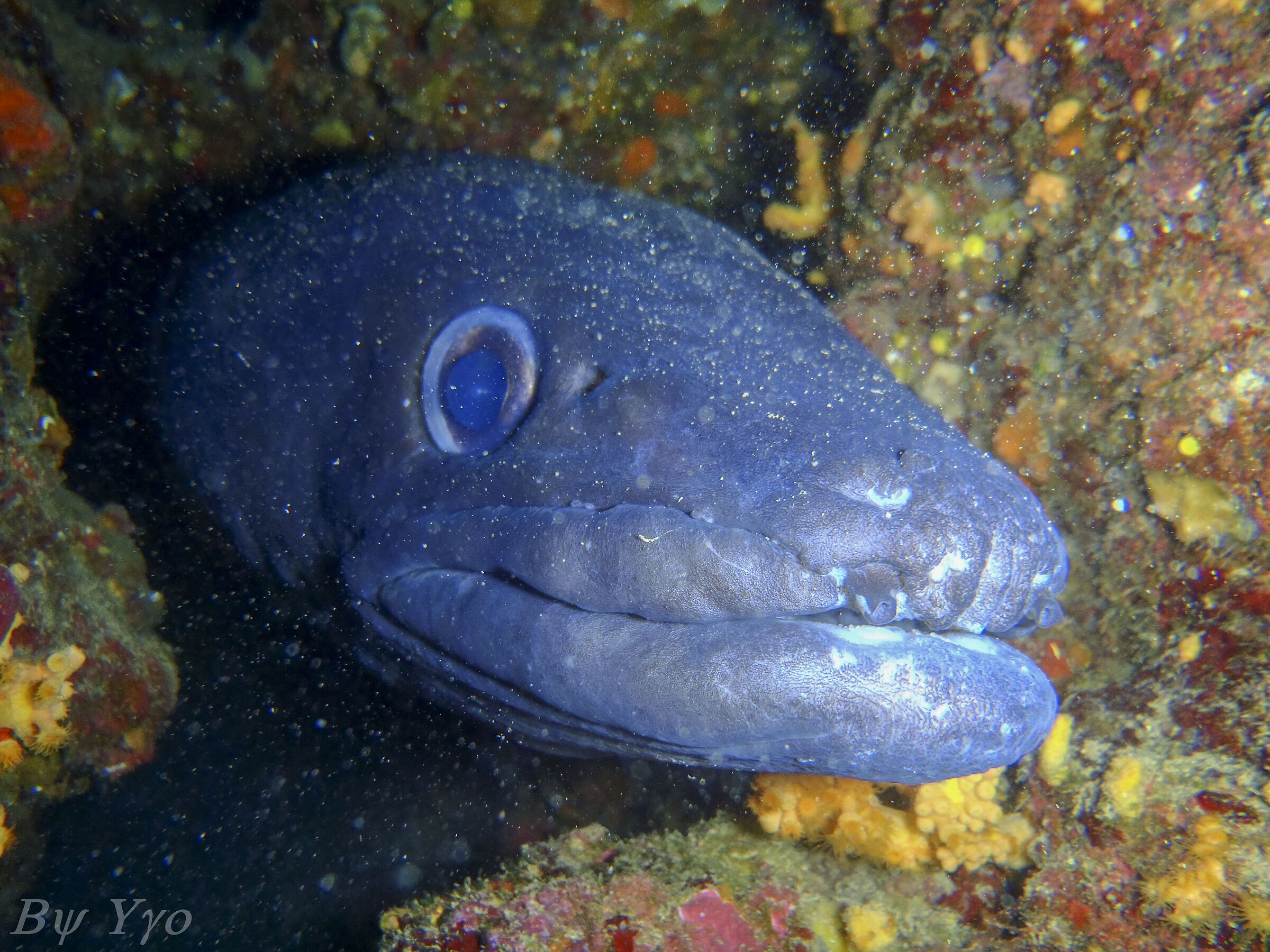 Conger Conger - Gronco