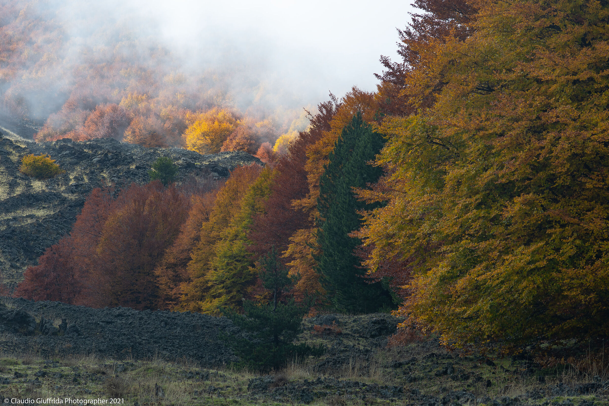 the color of the trees