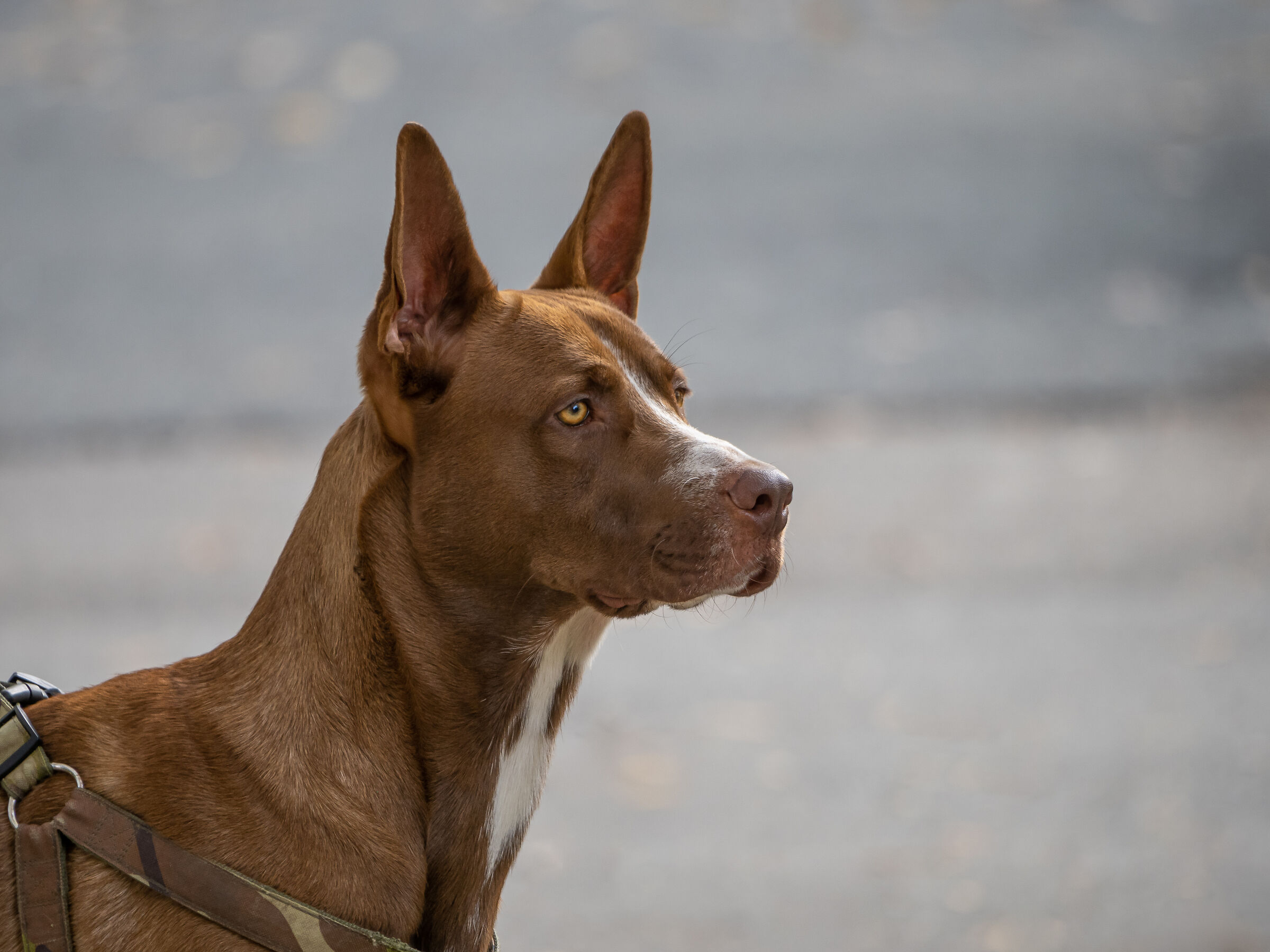 Guys I recommend "straighten your ears".....