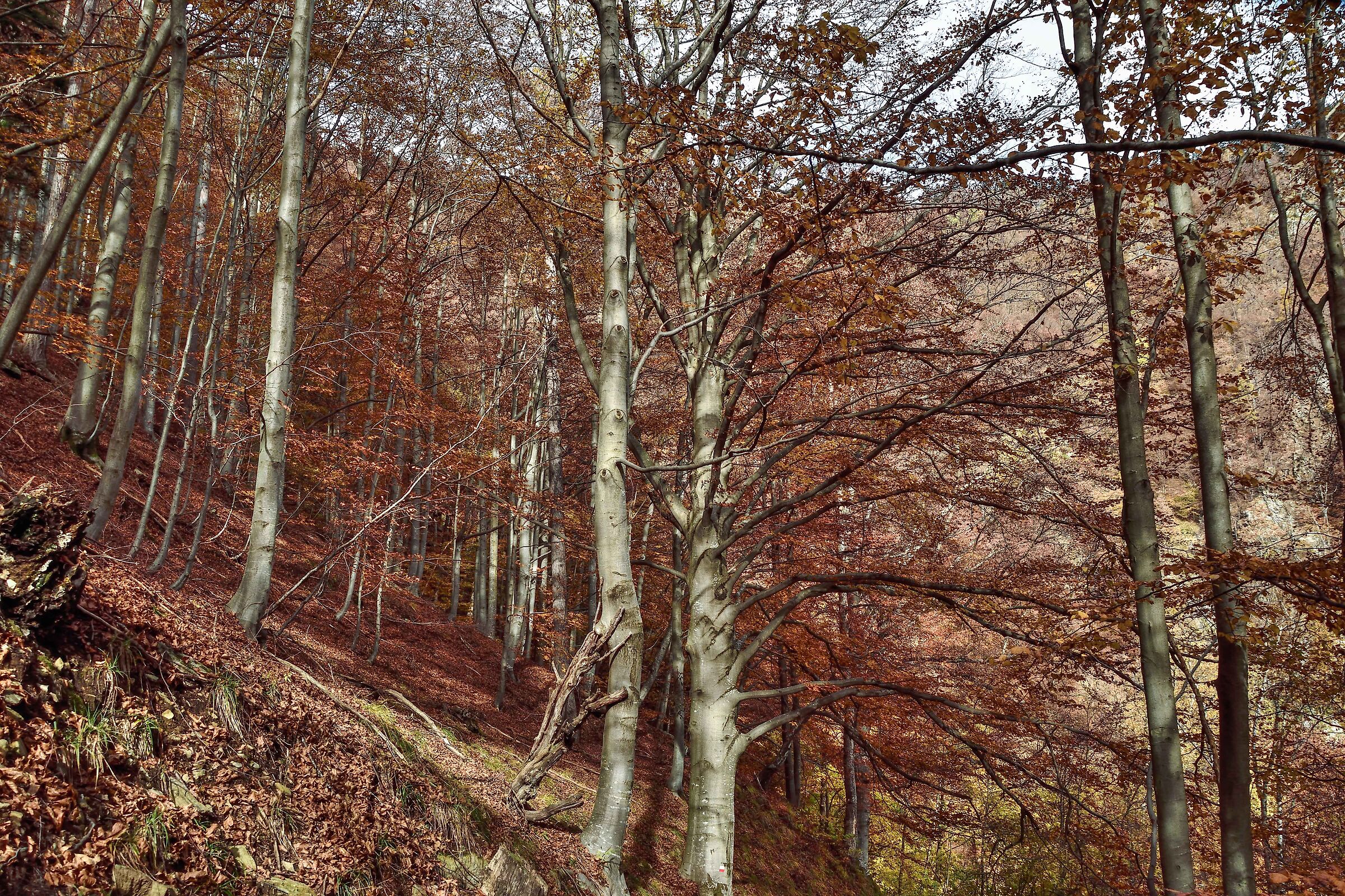 autunno 2020 Val Mastallone