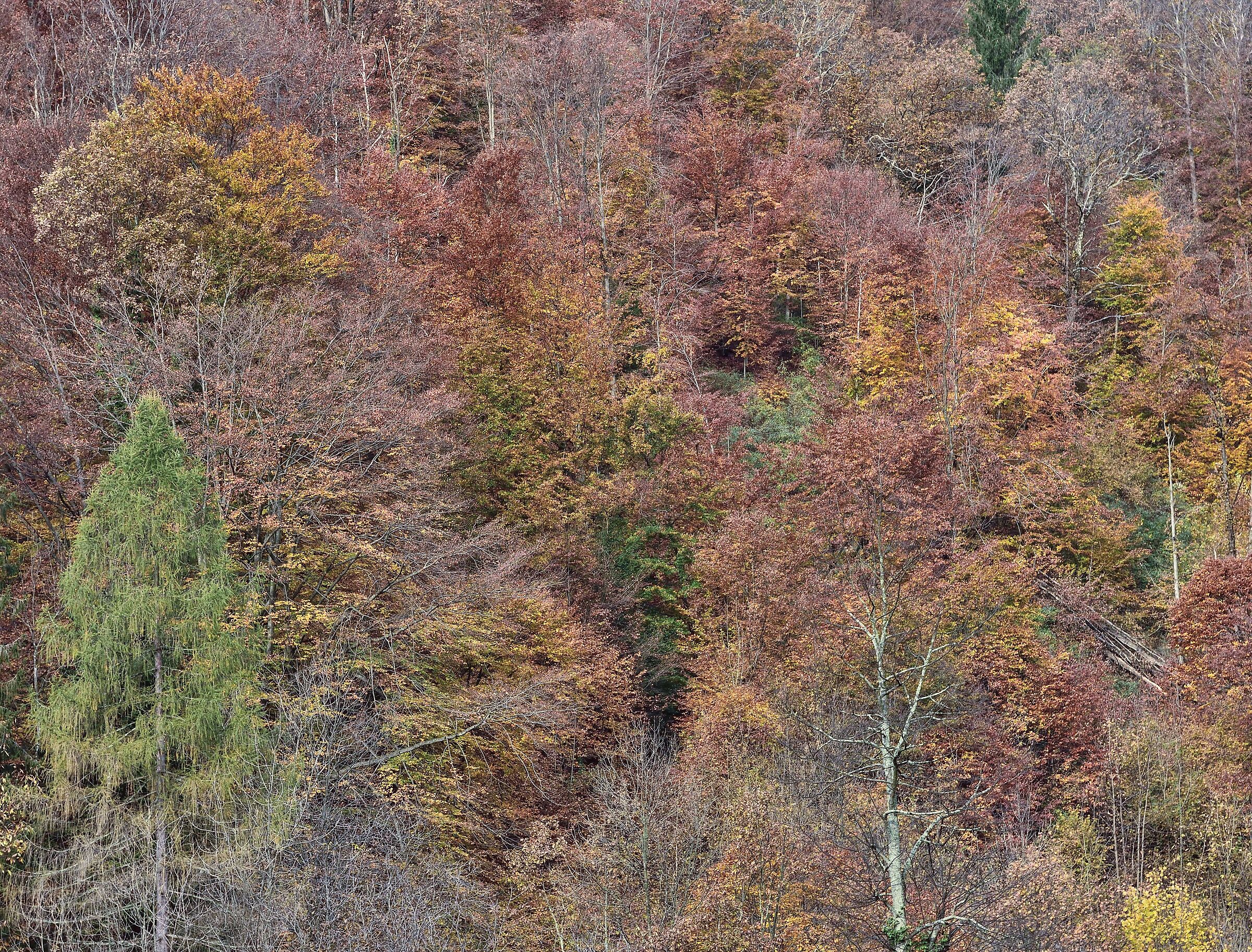 autunno 2020 Val Mastallone