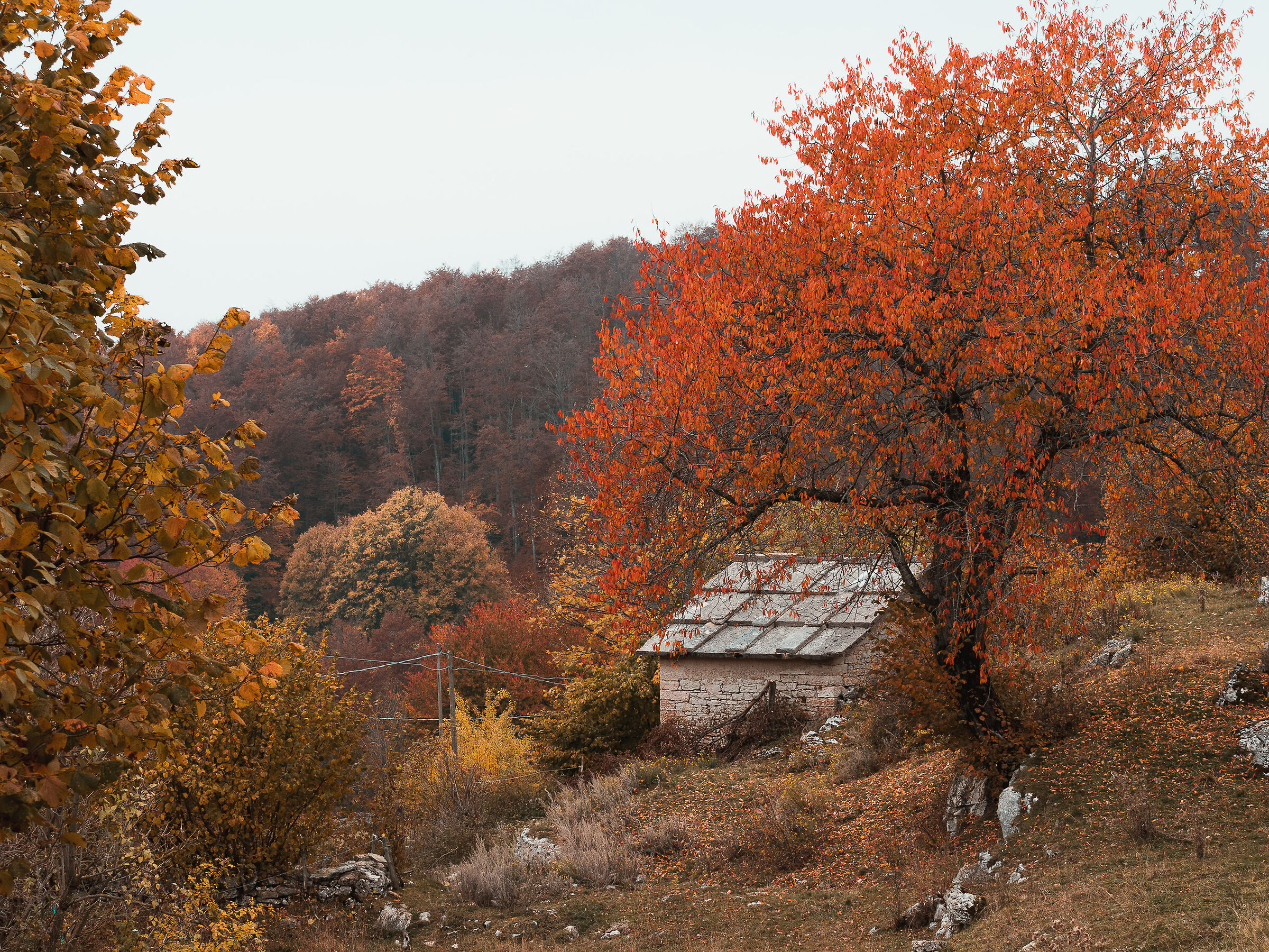 the little house in the colorful forest
