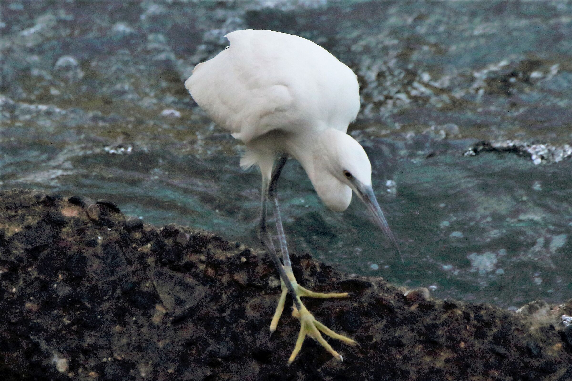 egret