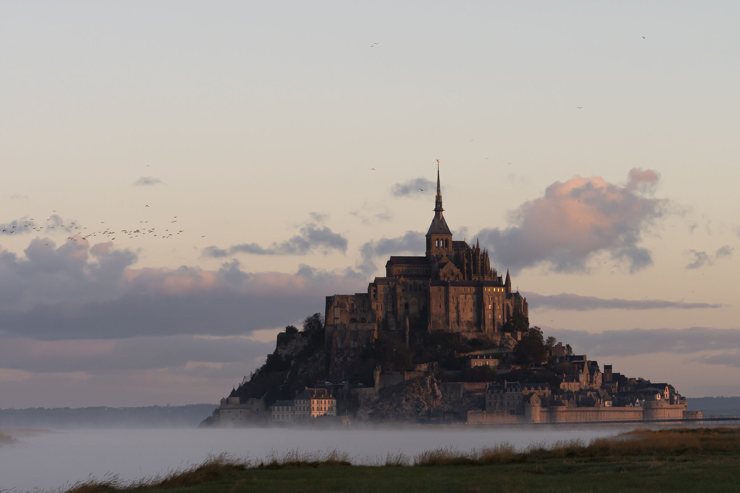Mont Saint-Michel e i gabbiani