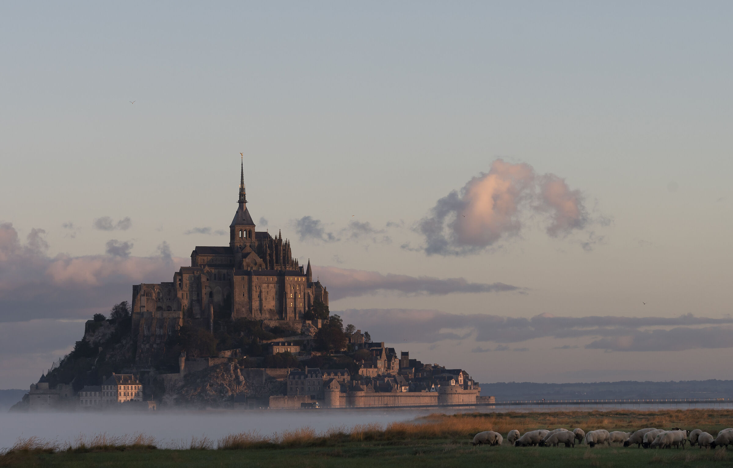 Mont Saint-Michel e le pecore