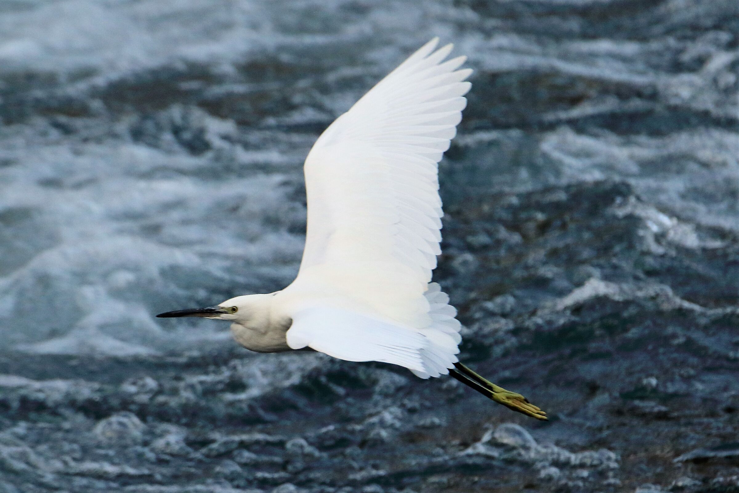 egret
