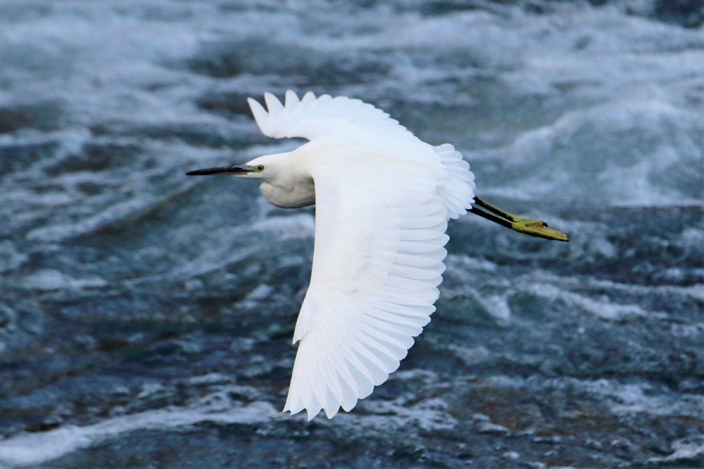 egret