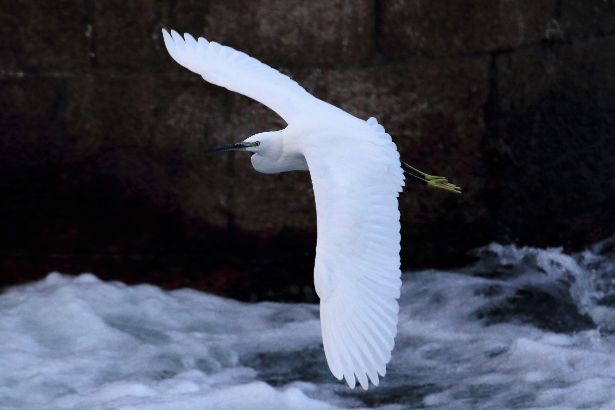 egret