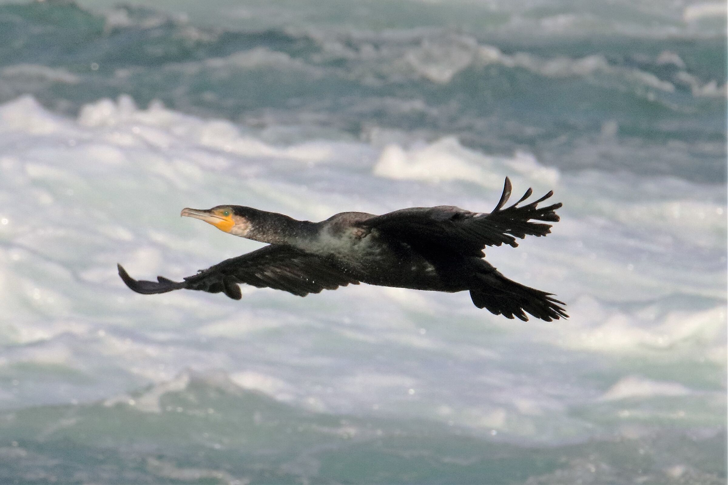 cormorant