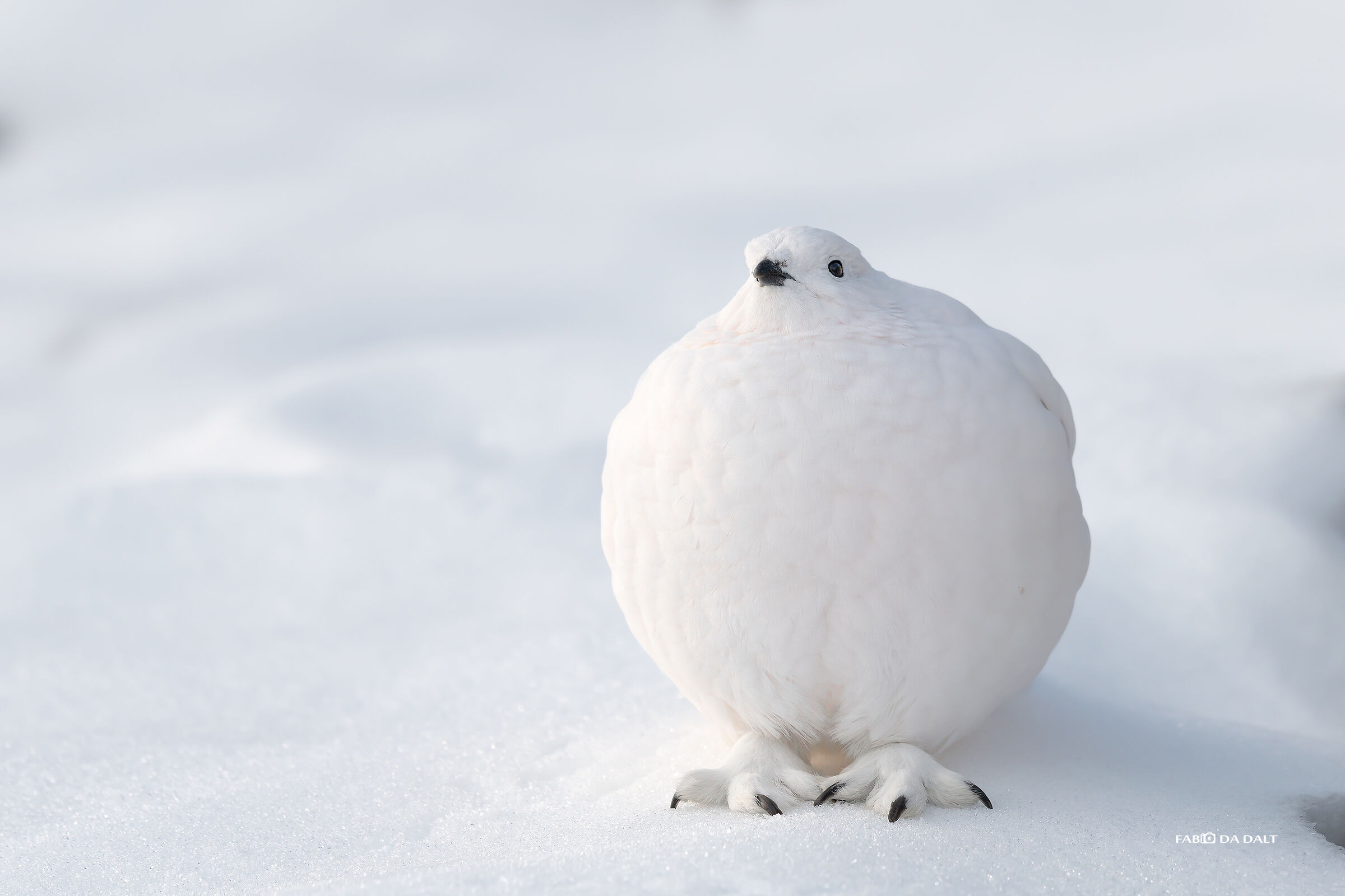 Ptarmigan