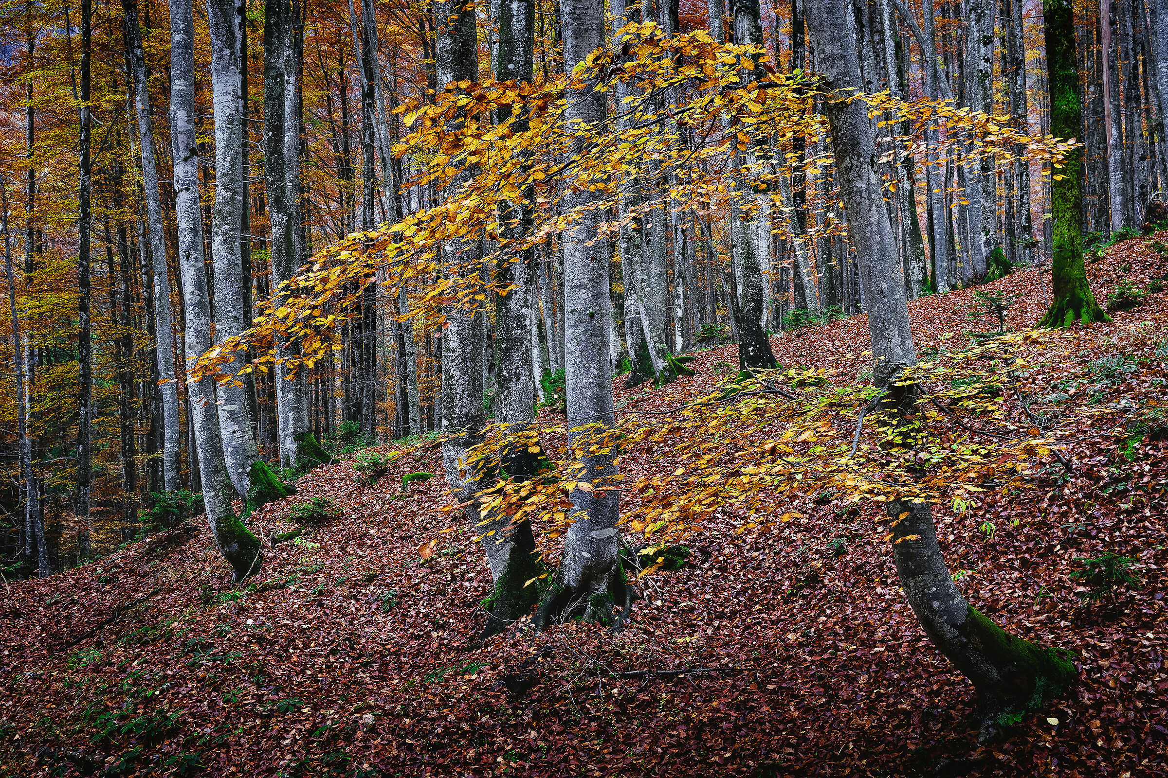 Autumn in the beech forest - Val Saisera - - Italy