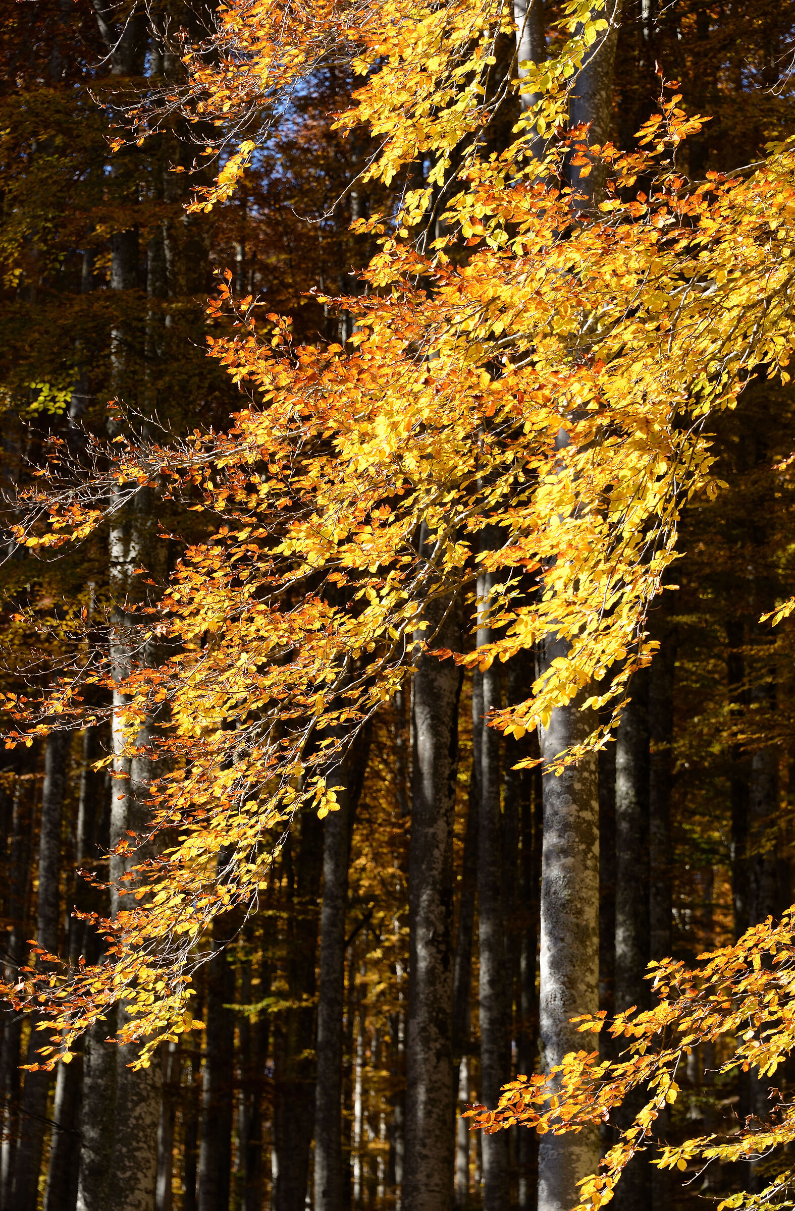 foglie d'autunno 3