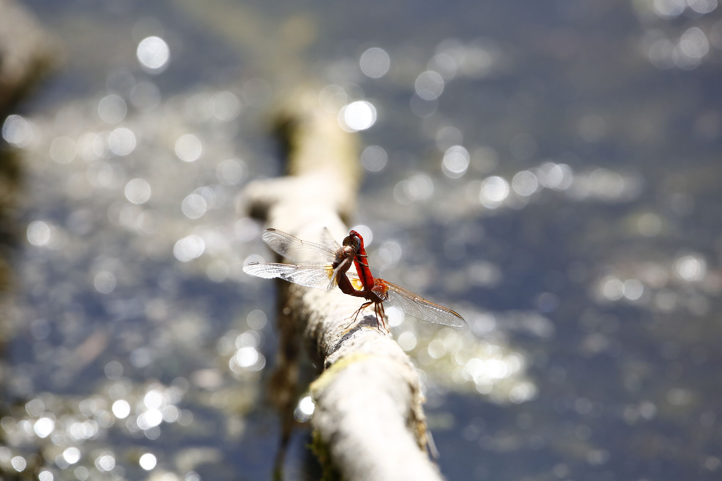 Dragonfly