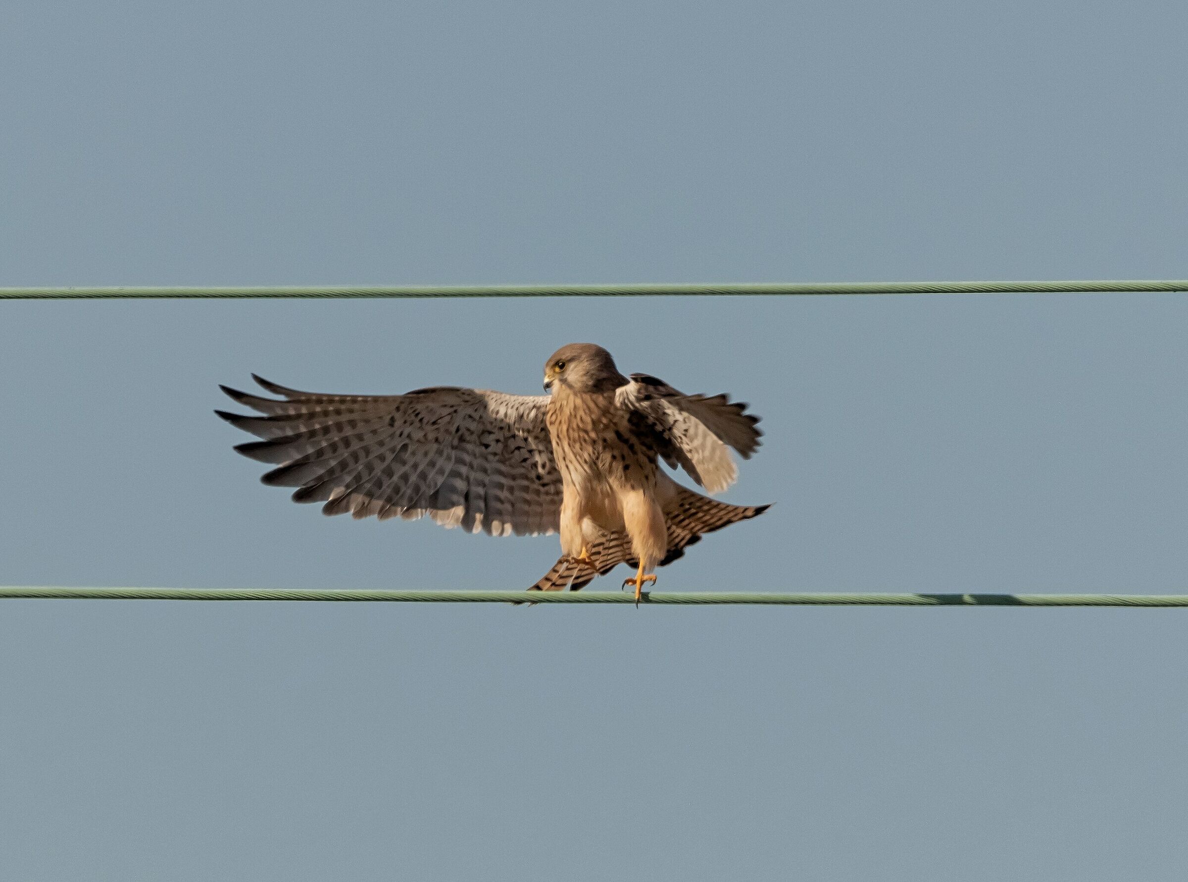 Female cheess as it lands 5/11/2021