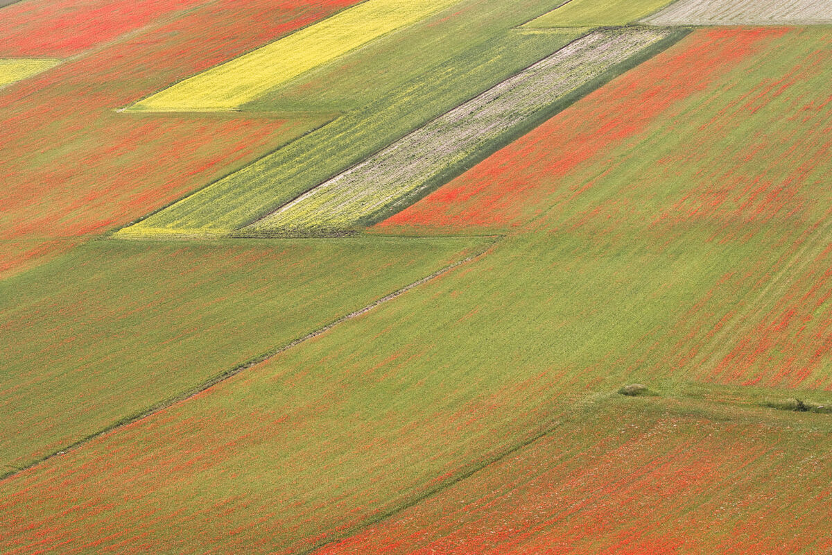 1 Castelluccio di Norcia 2021