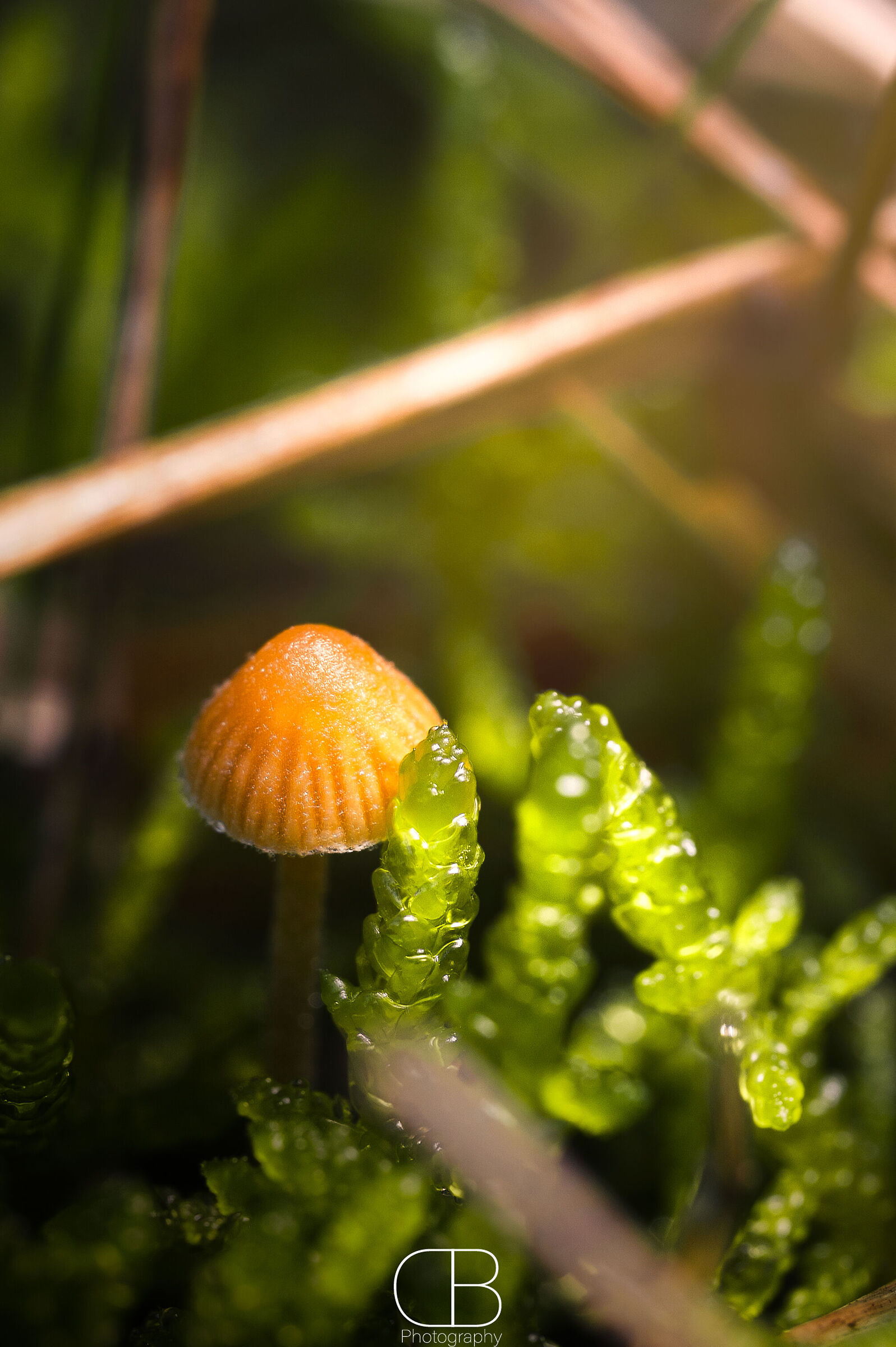 Little mushroom