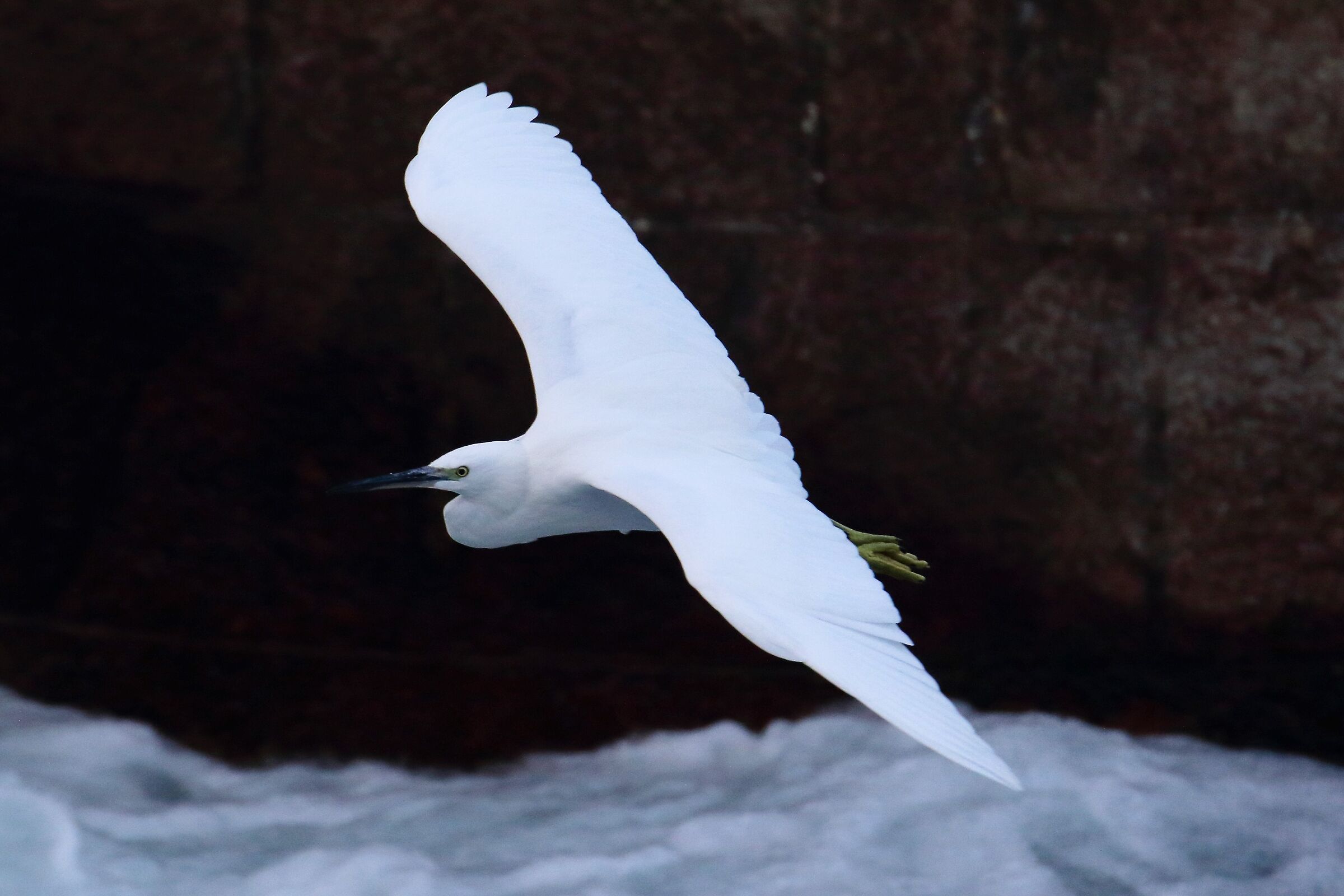 egret