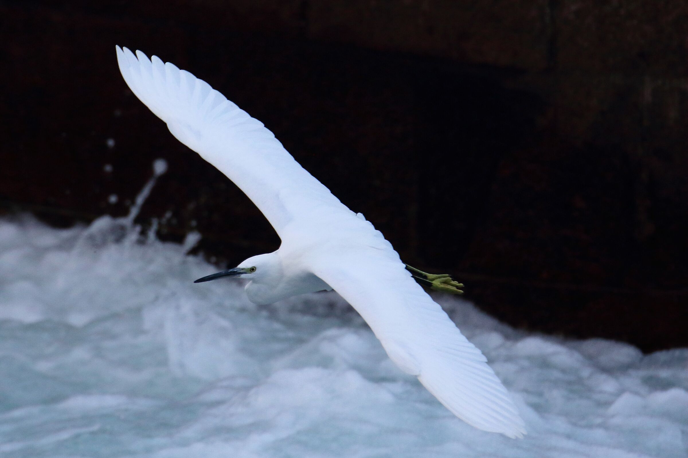 egret