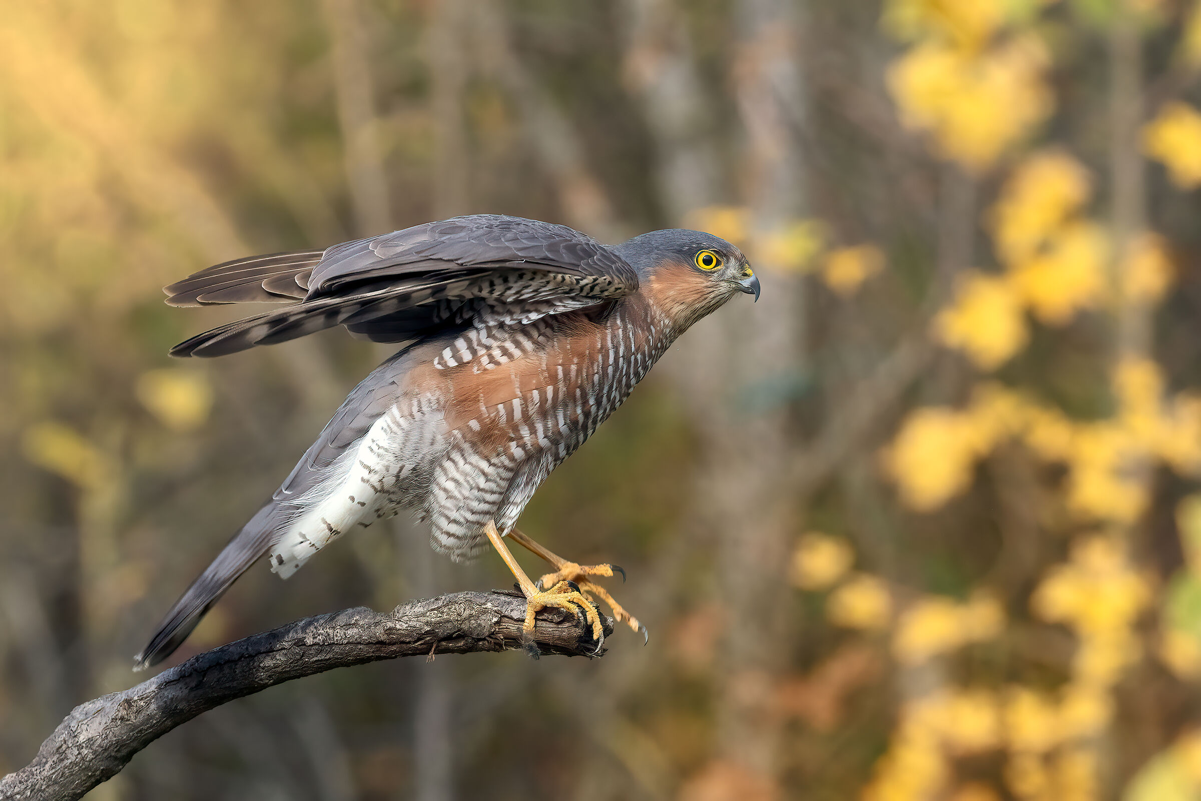 Sparviere maschio &male;