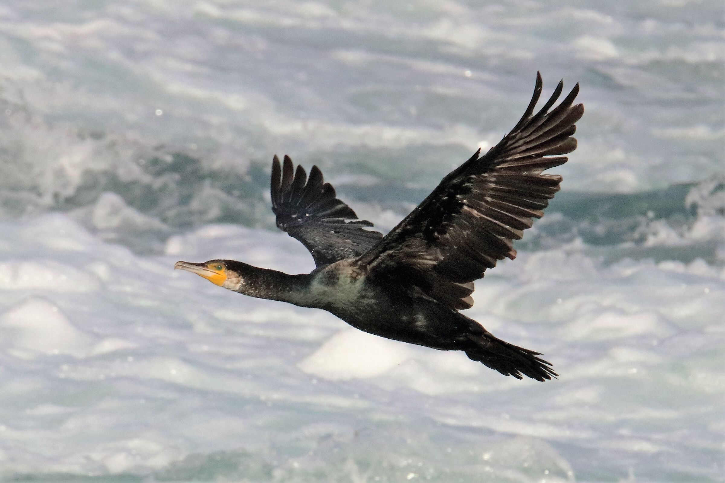 cormorant