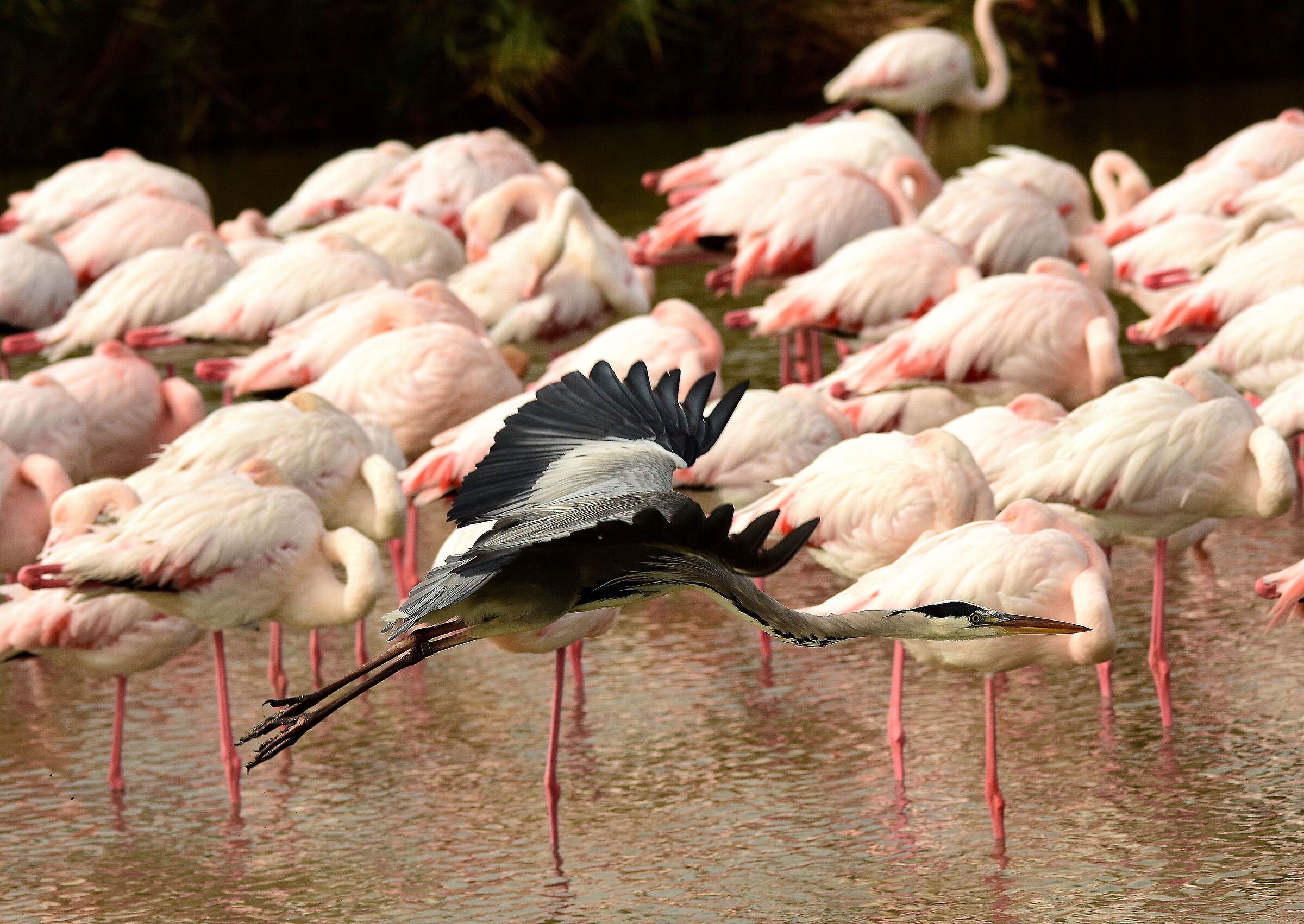 Airone cinerino con sfondo di fenicotteri