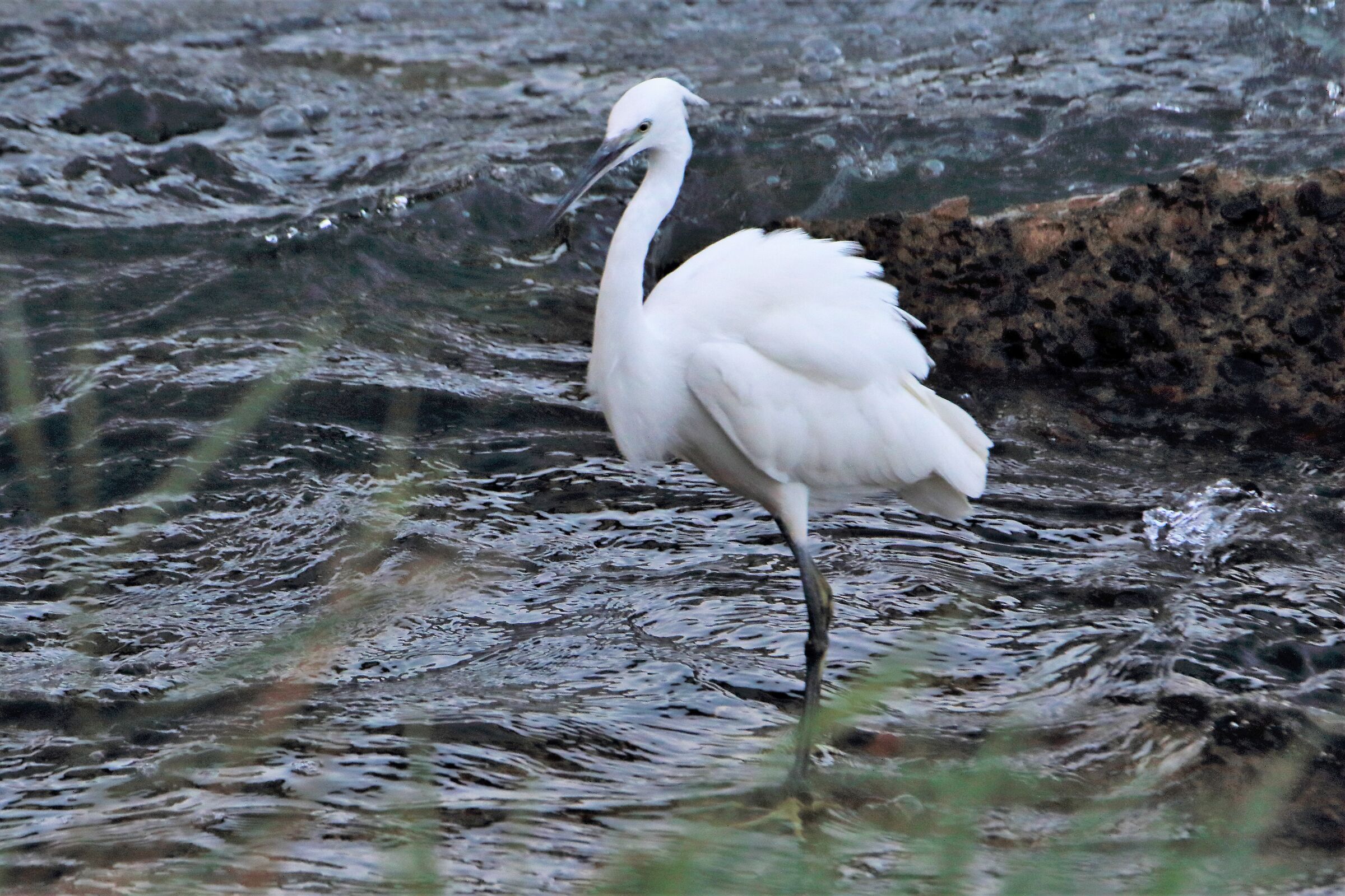 egret