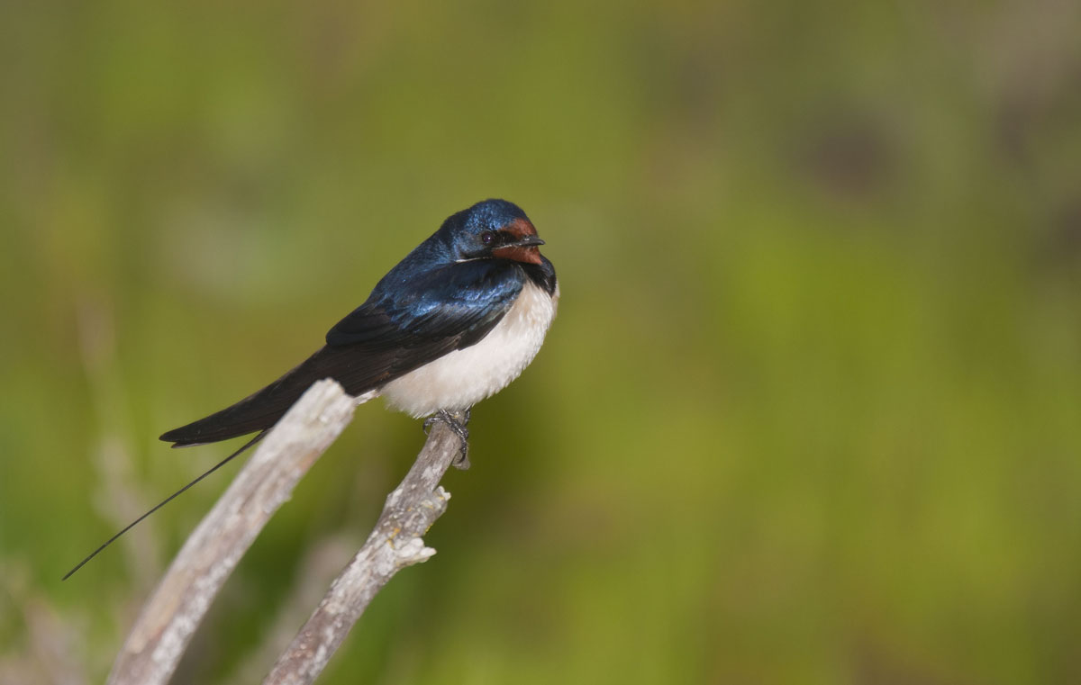 common swallow