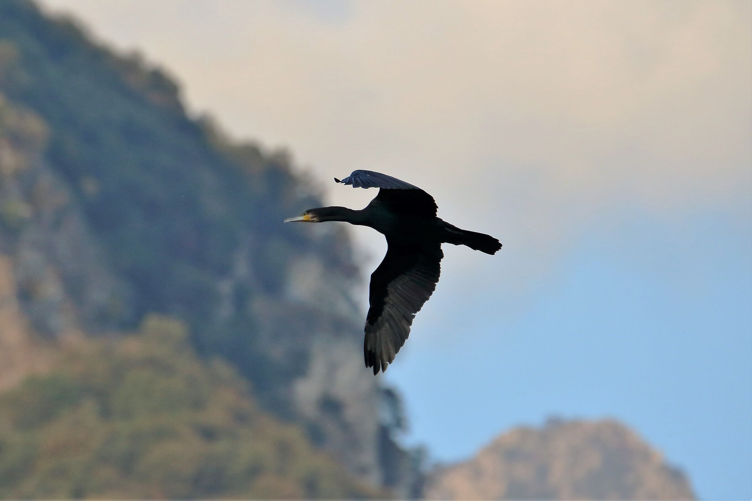 cormorant