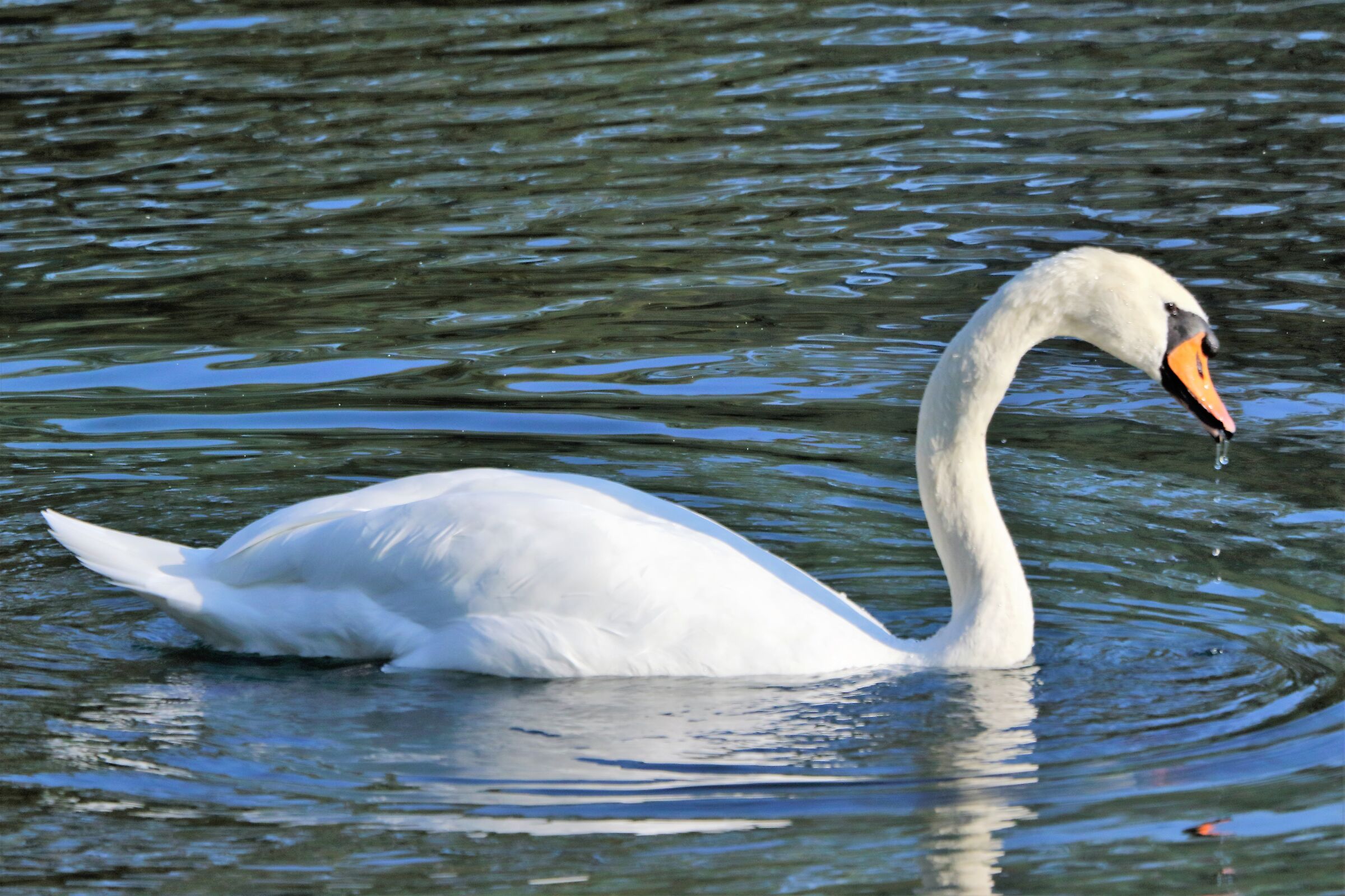 swan