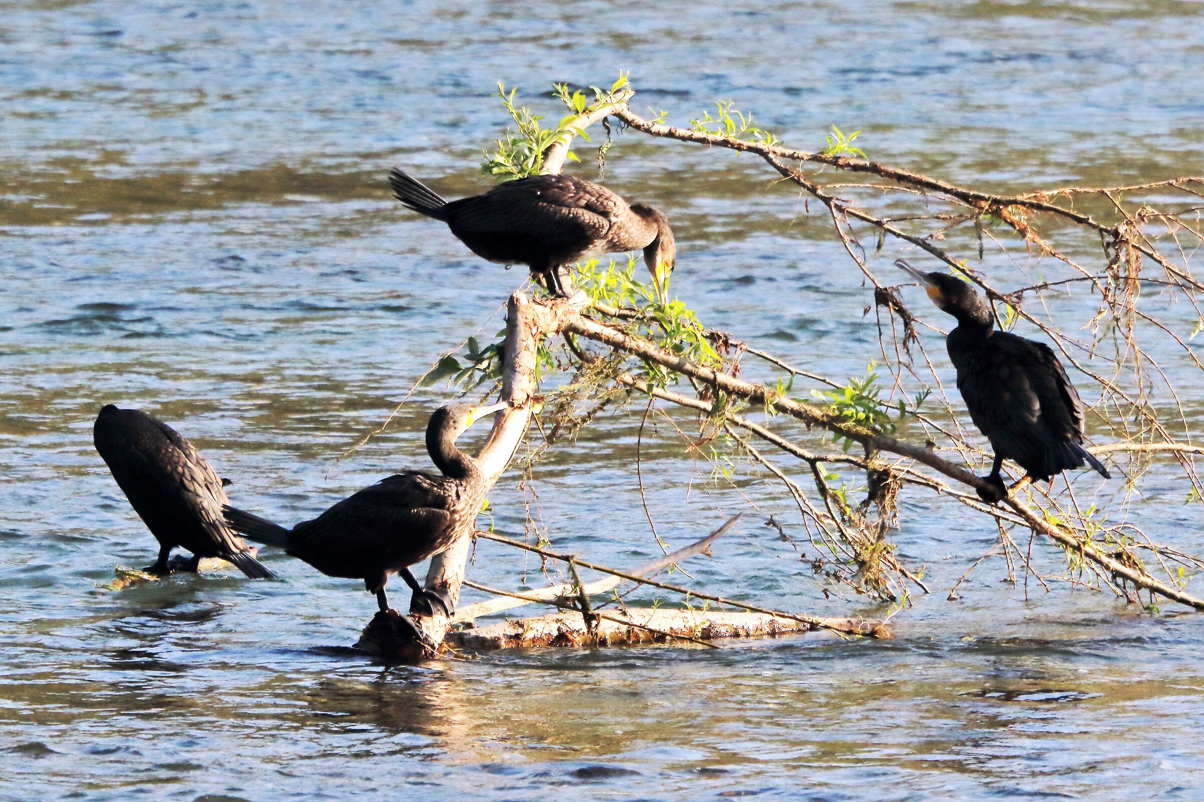 cormorants