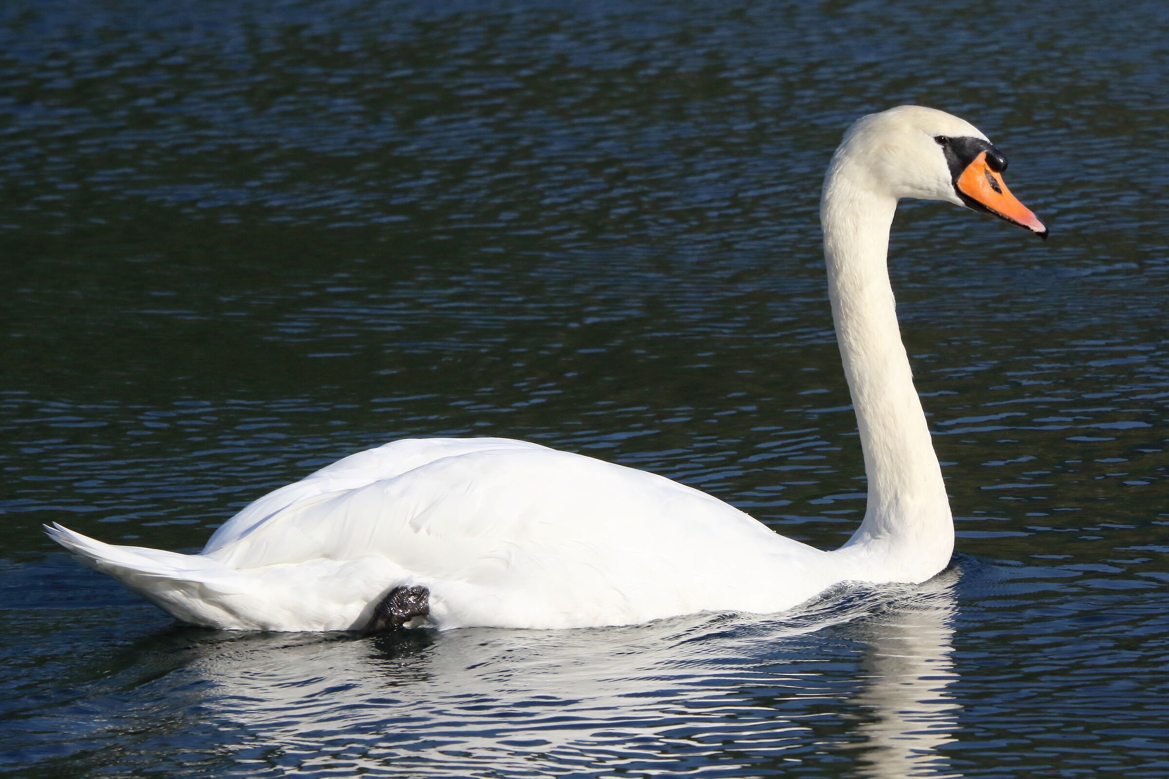 swan