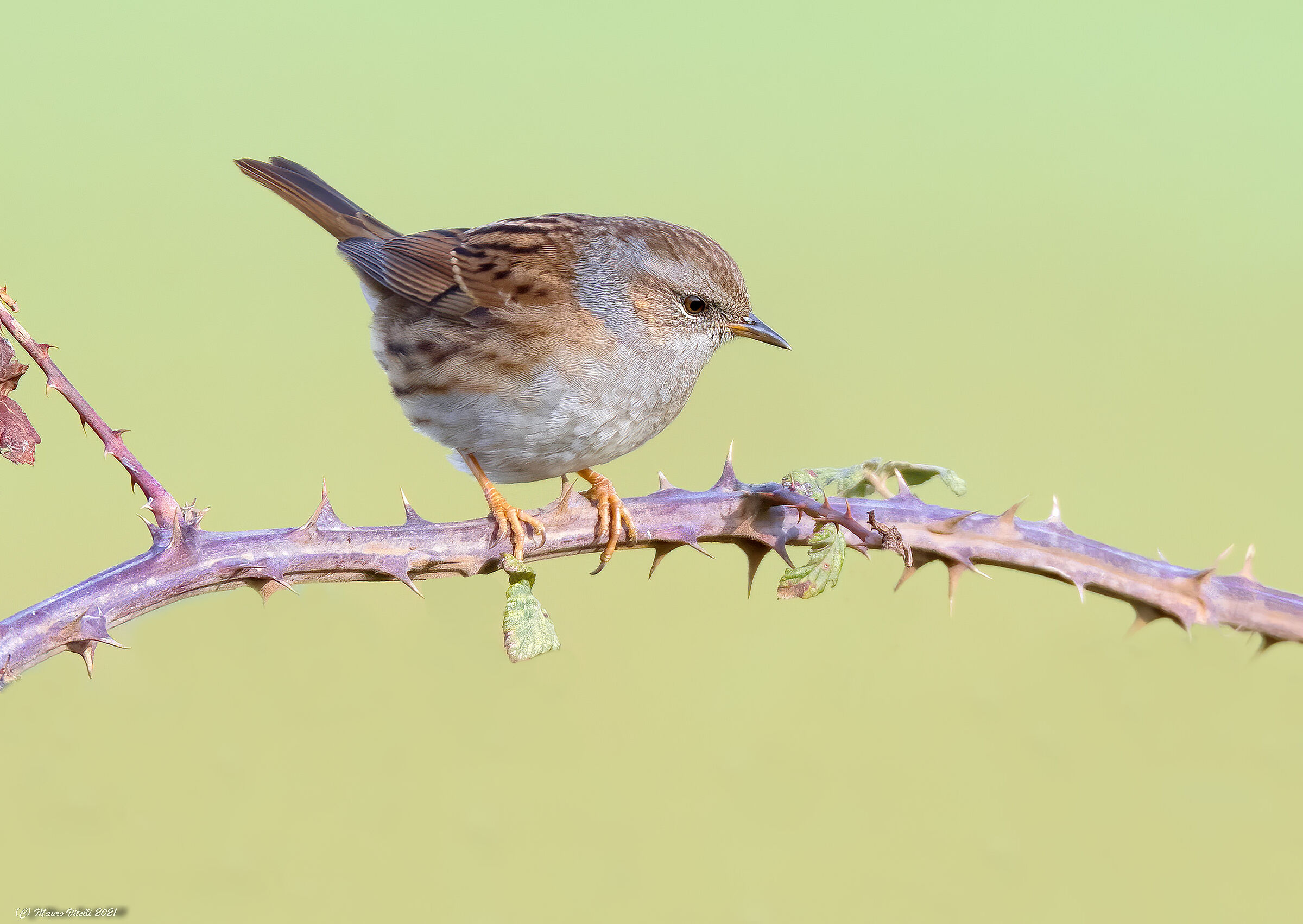 Flounder broom (Prunella modularis)