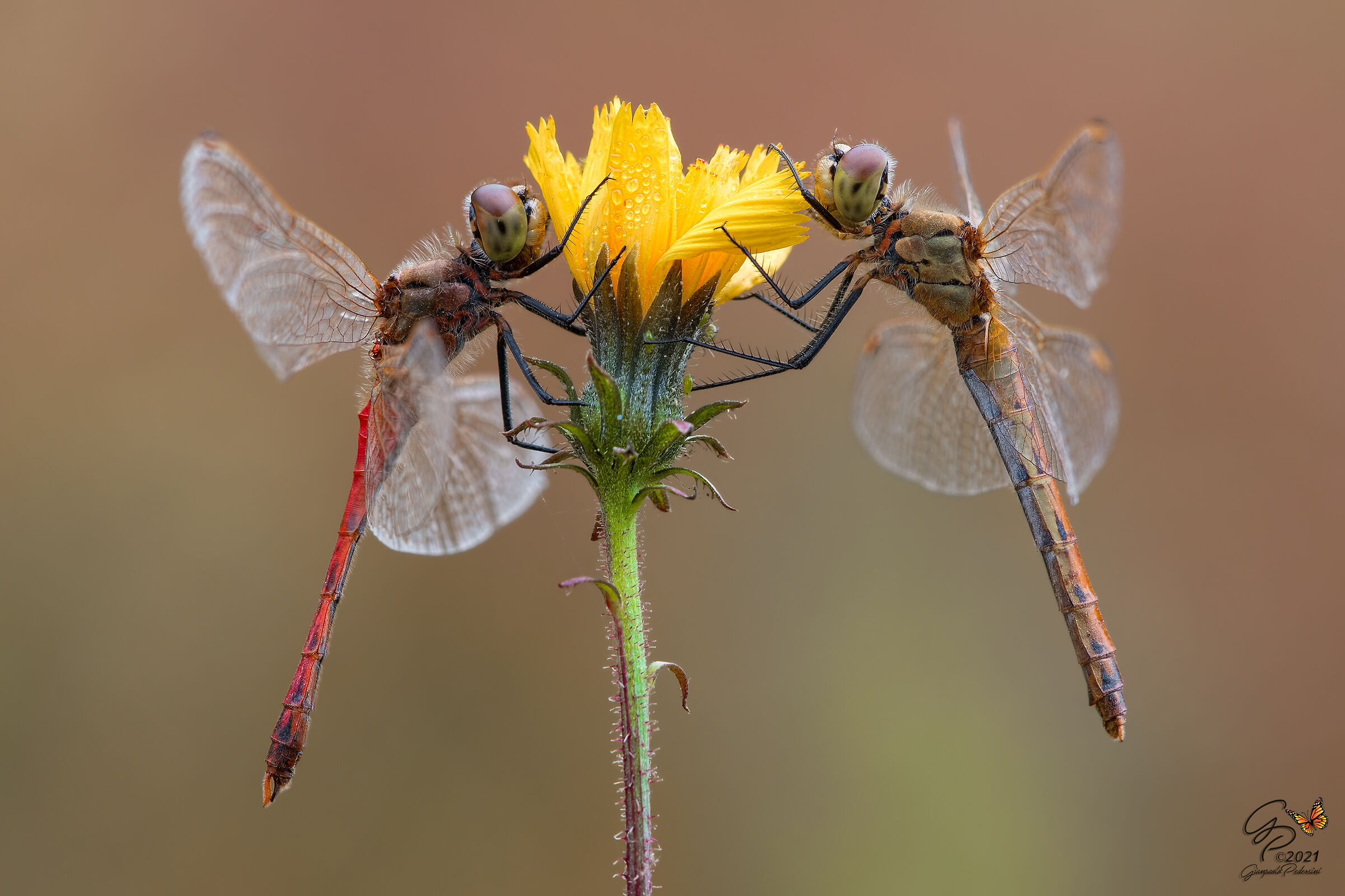 Coppia di fine stagione