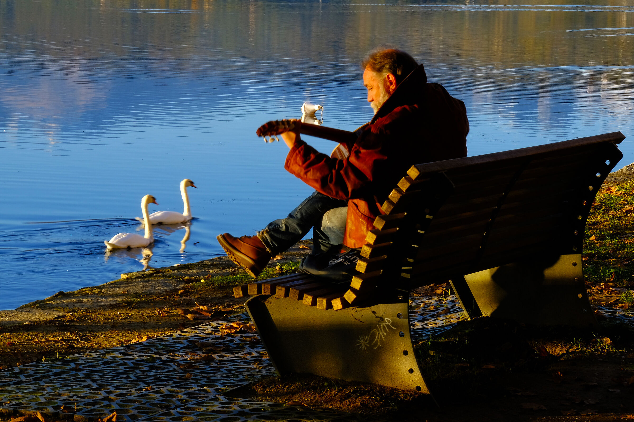 Concerto for swans and guitar