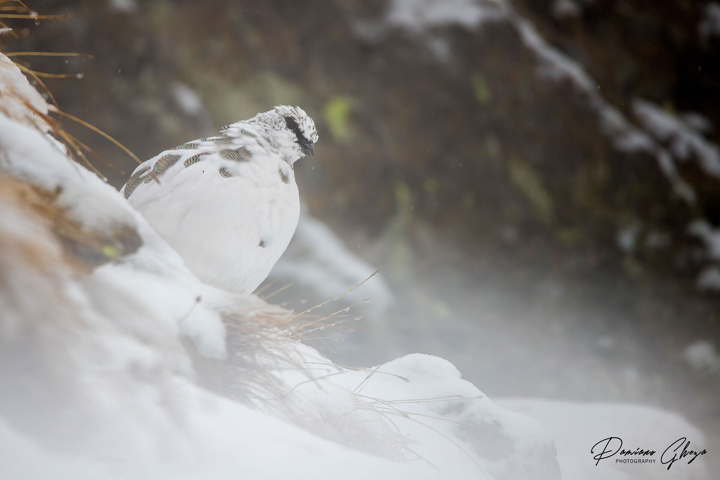 Ptarmigan