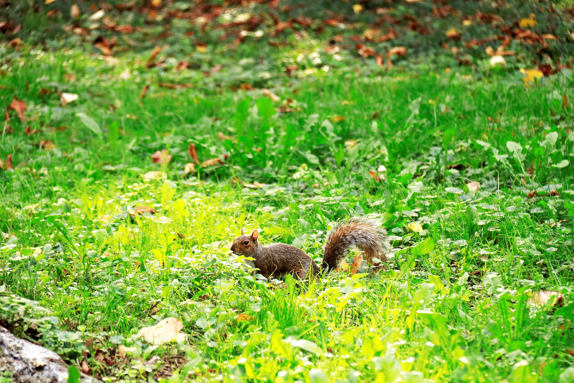 " In attesa della noce"