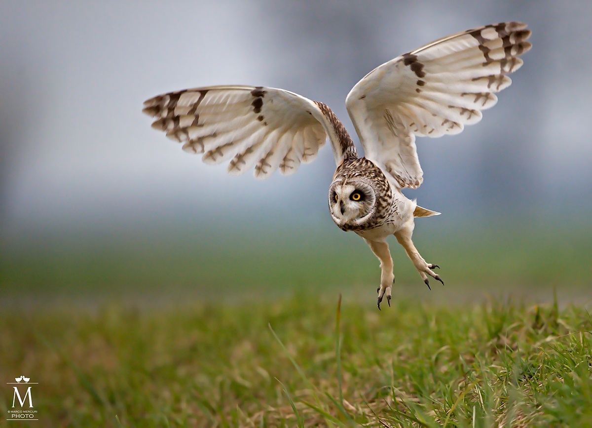 Gufo di Palude in Volo