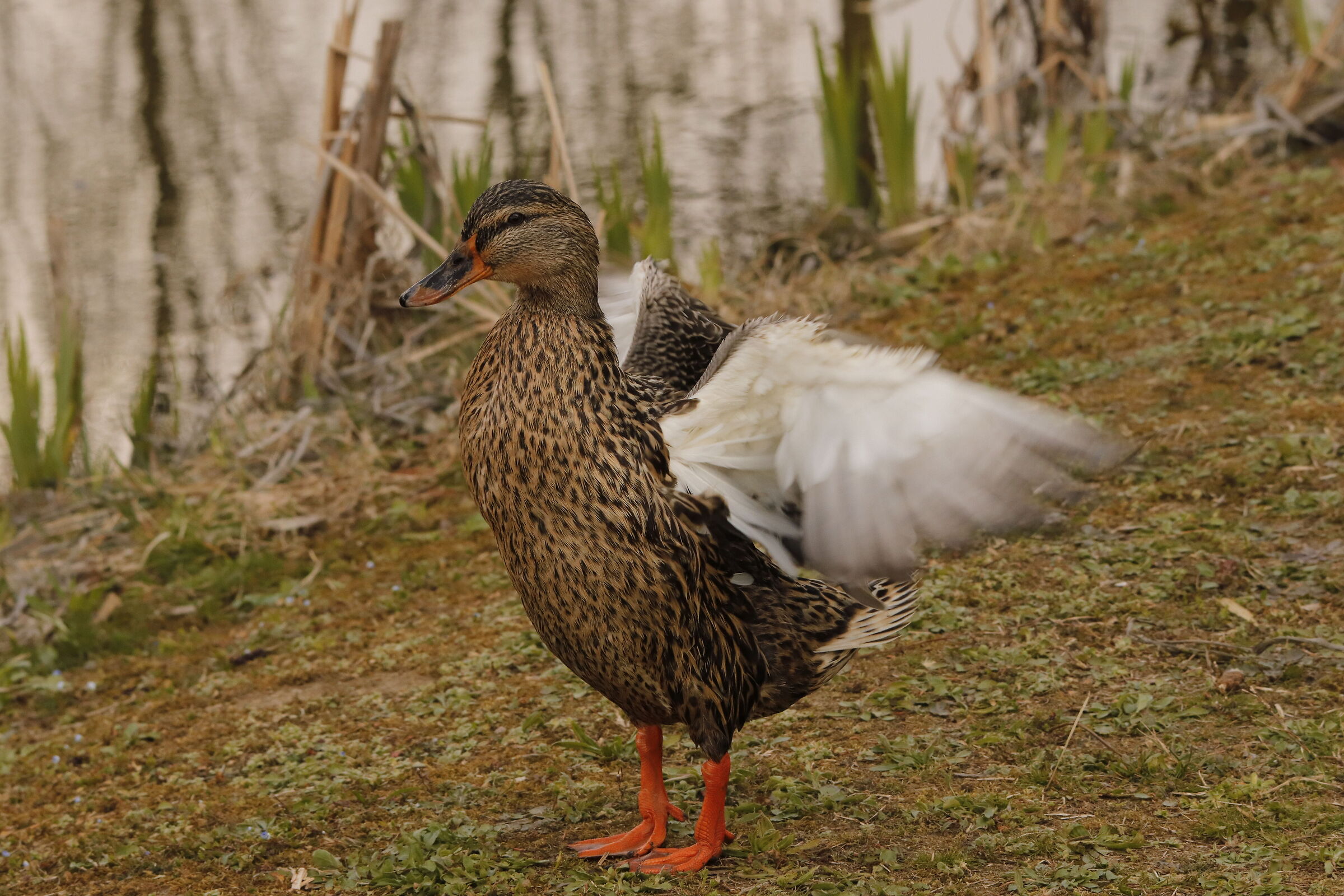 Anatra Germano Reale femmina acrobata 4/03/2021