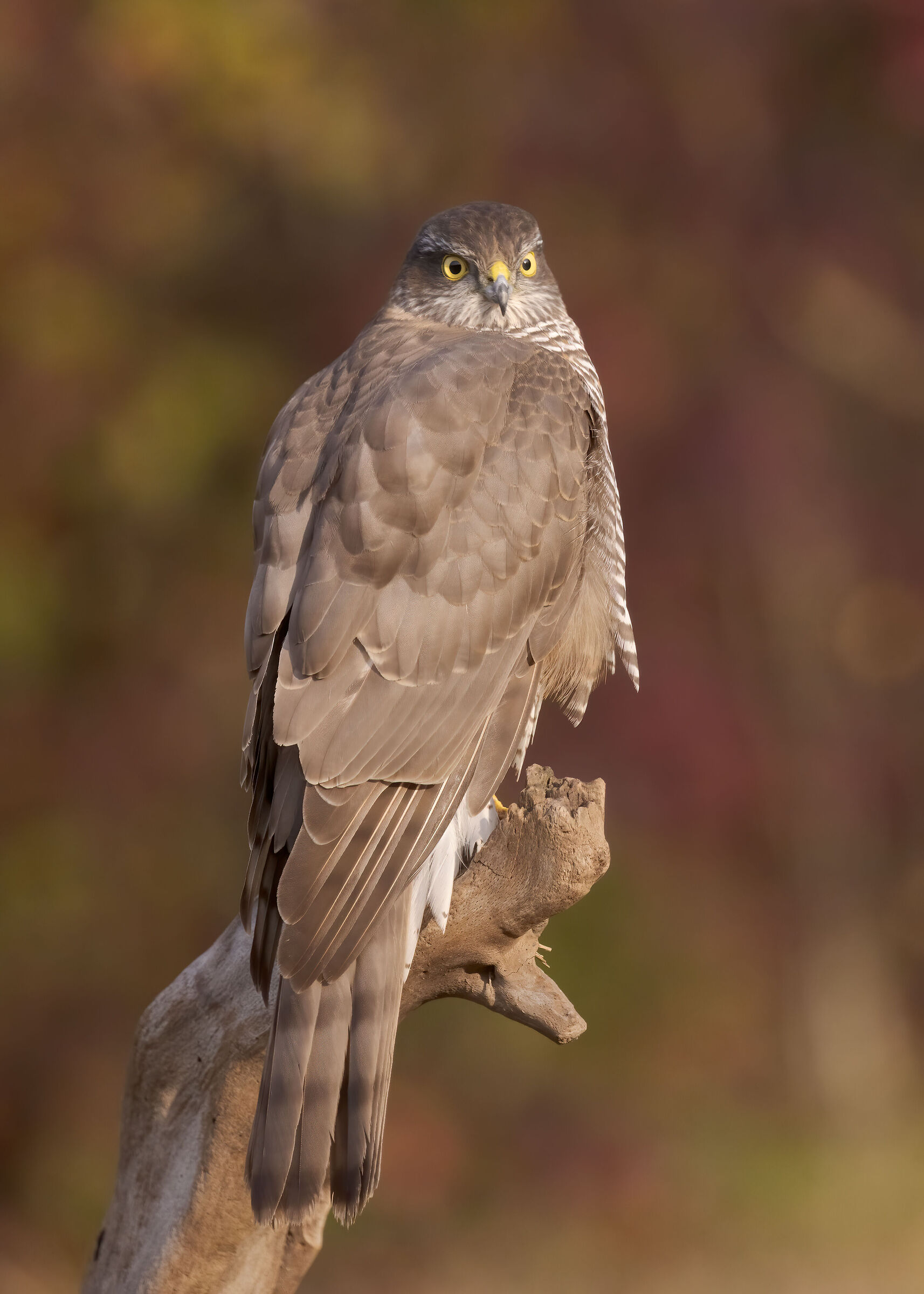 Sparviere - novembre 2021