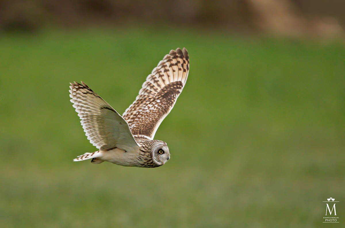 Gufo di Palude in Volo